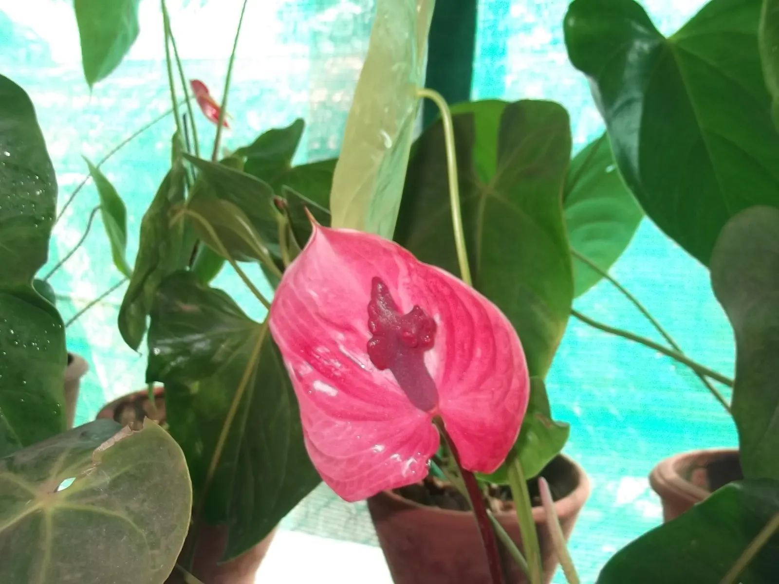Pink Anthurium (Anthurium Andraeanum) — Originally hailing from the rainforests of Central and South America; surrounding the true flowers which are small and