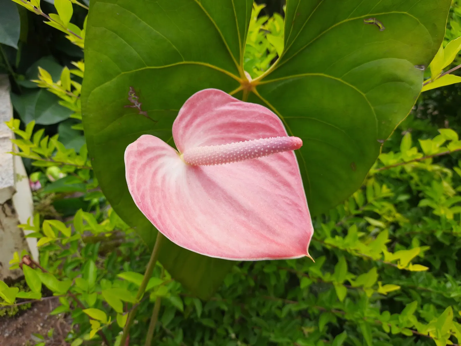 Pink Anthurium (Anthurium Andraeanum) — which is a common affliction in poorly drained conditions