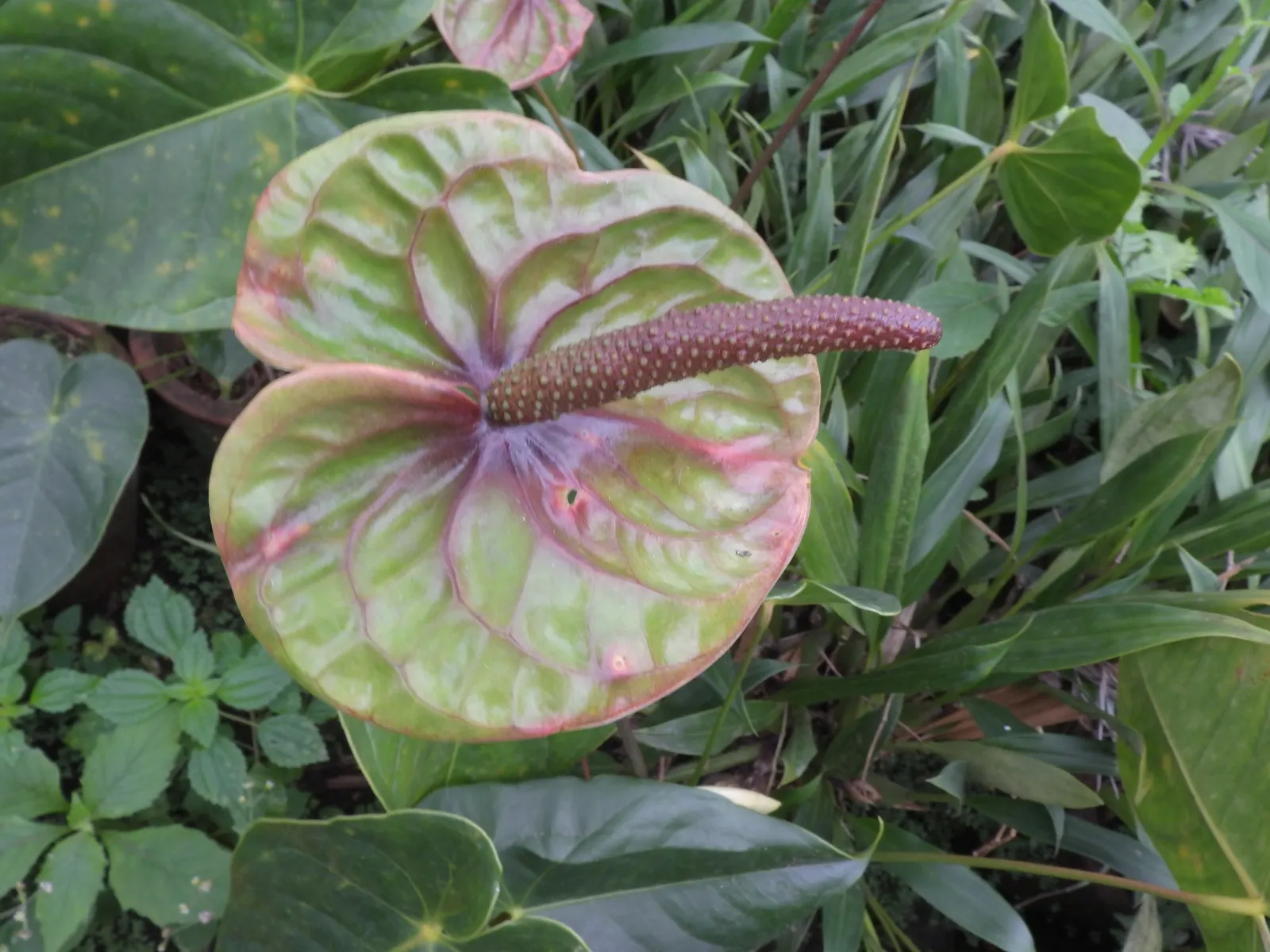 Pink Anthurium (Anthurium Andraeanum) — water-soluble fertilizer during the growing season will promote vigorous growth and lustrous inflorescences; peat-based