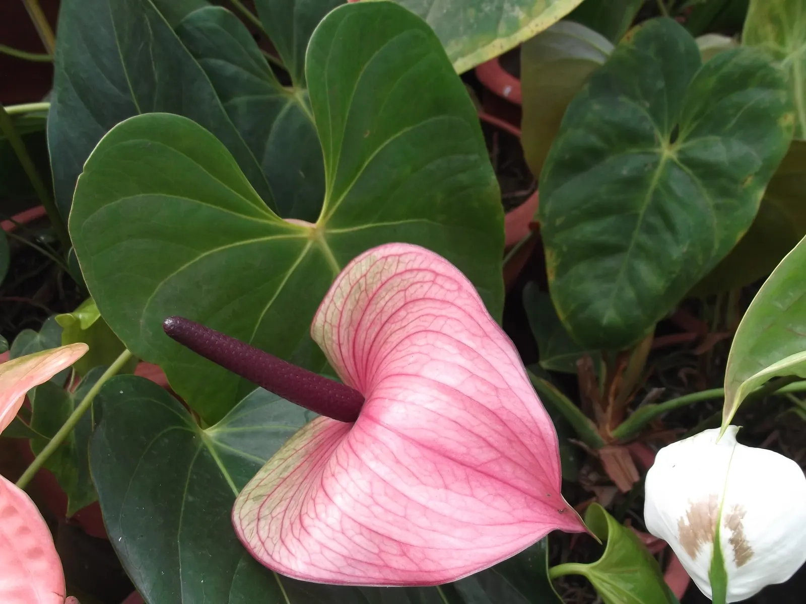 Pink Anthurium (Anthurium Andraeanum) — Keep away from direct sunlight to maintain its vivid hue and velvety texture