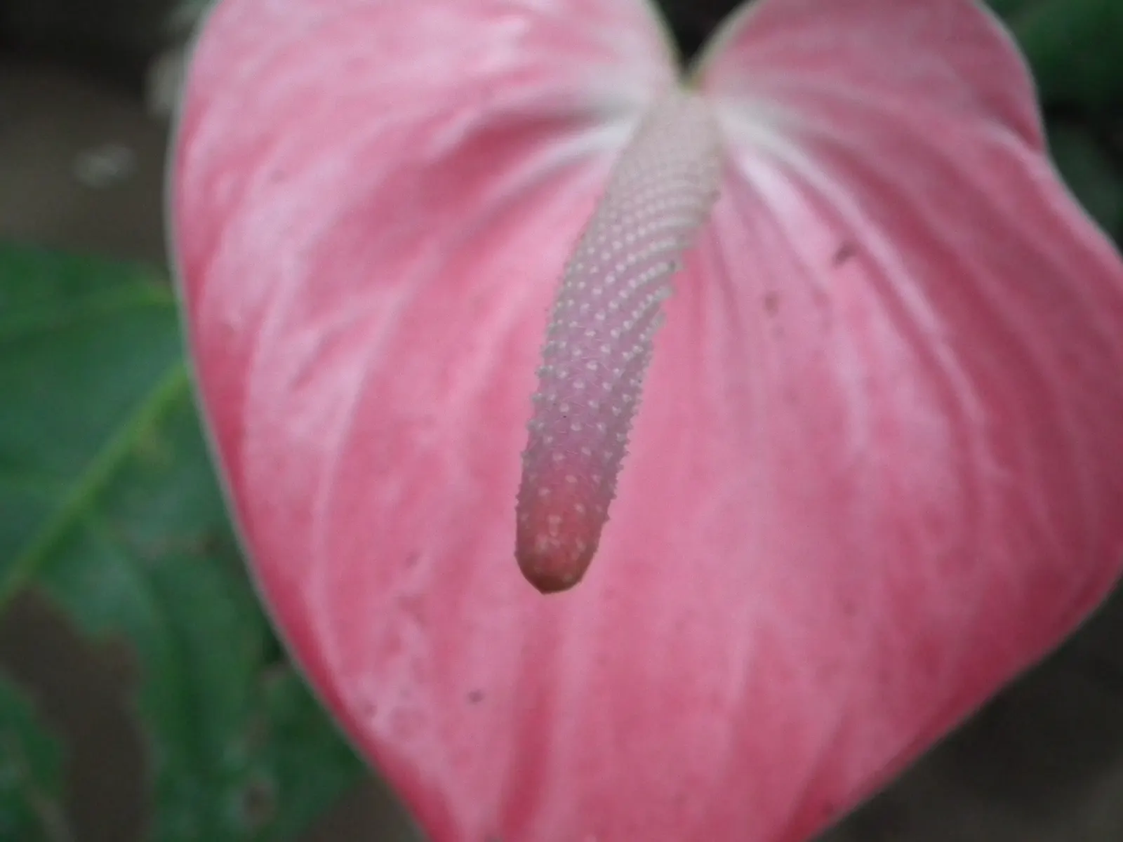Pink Anthurium (Anthurium Andraeanum) — Originally hailing from the rainforests of Central and South America; surrounding the true flowers which, image 91