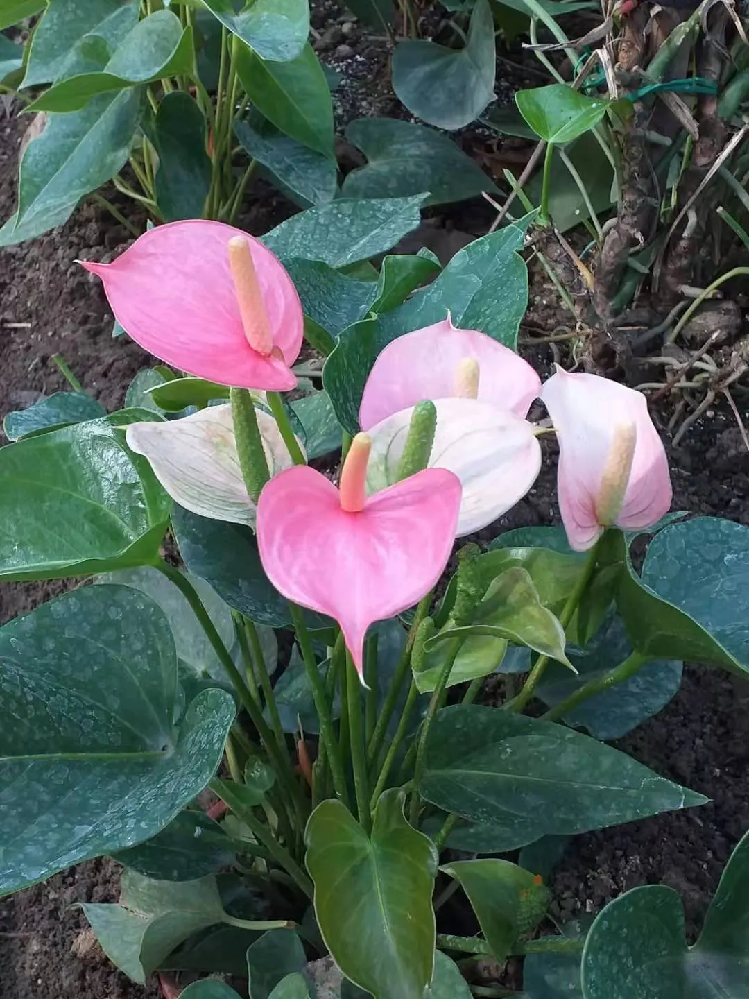 Pink Anthurium (Anthurium Andraeanum) — Keep away from direct sunlight to maintain its vivid hue and velvety texture; thus enhancing the indoor