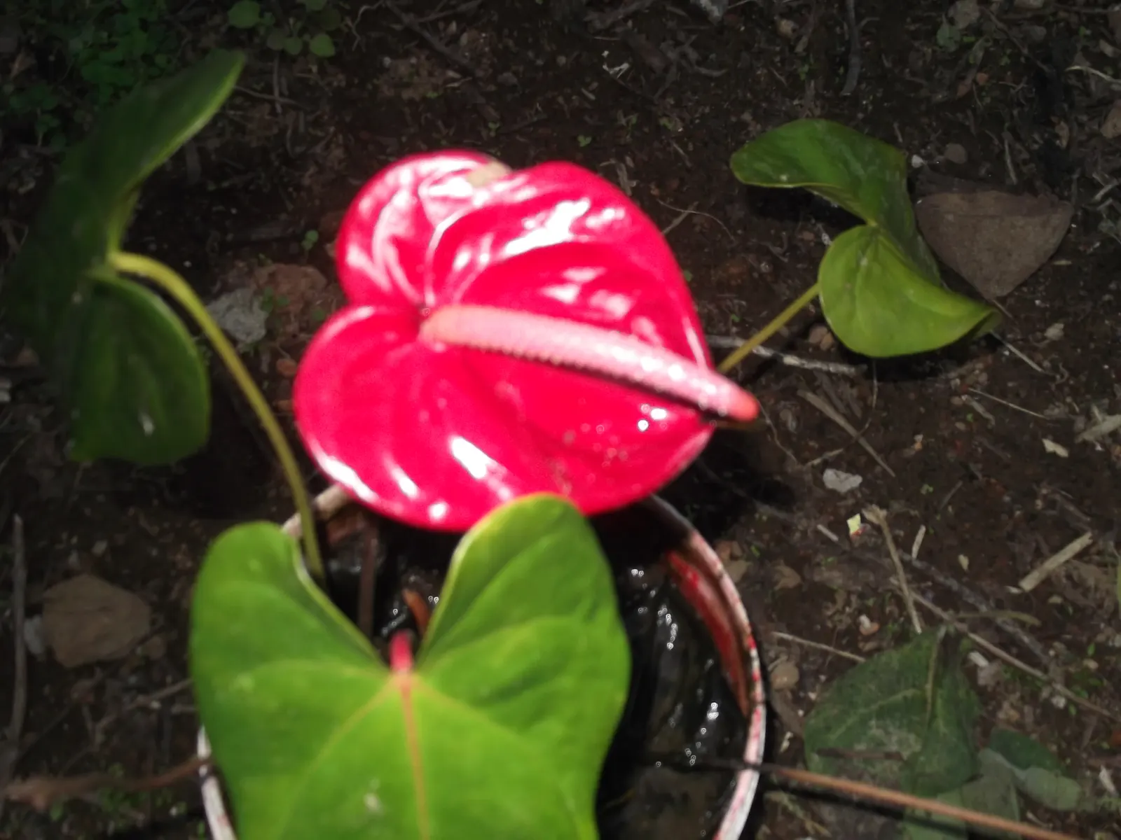 Pink Anthurium (Anthurium Andraeanum) — surrounding the true flowers which are small and occur on the central spadix.<br><br>In designing a landscape