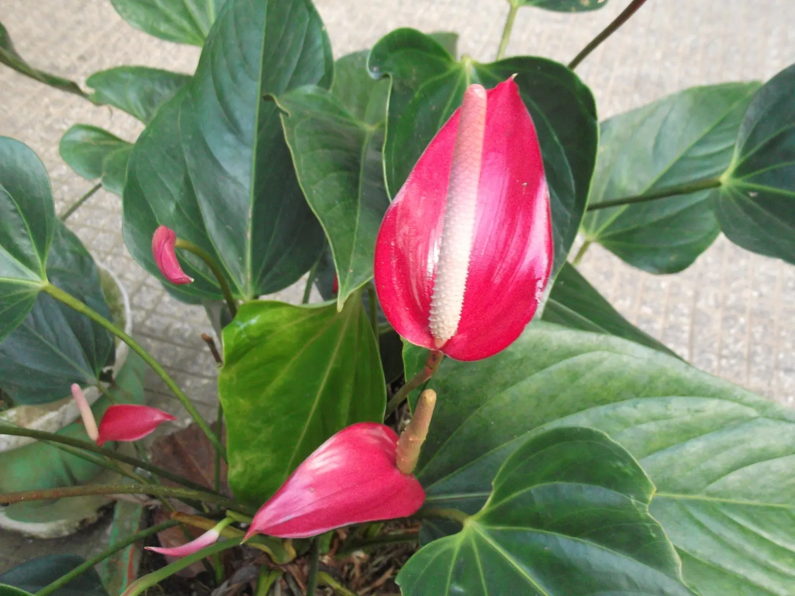Pink Anthurium (Anthurium Andraeanum) — Ideal for accent pieces in landscape designs, it thrives in partial shade and well-drained, organic-rich soil