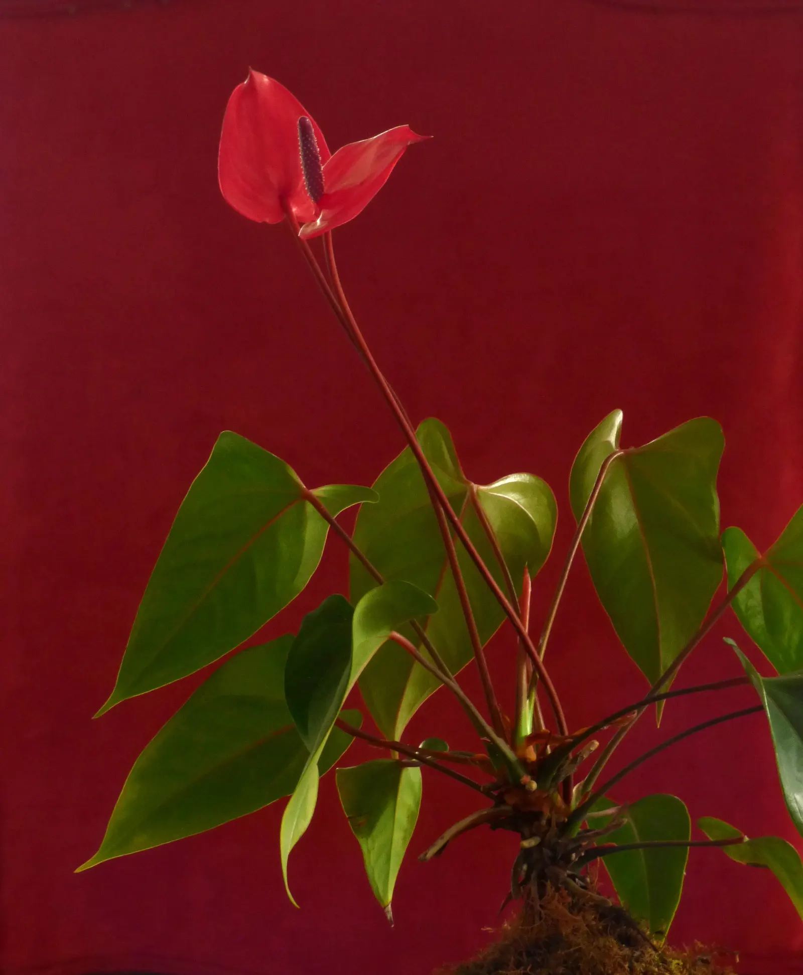 Pink Anthurium (Anthurium Andraeanum) — It requires conditions that emulate its indigenous tropical environment; regular feeding with a balanced