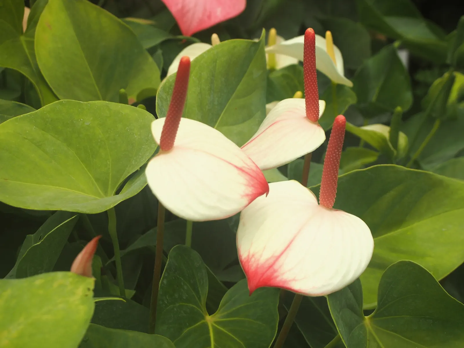 Pink Anthurium (Anthurium Andraeanum) — Ideal for accent pieces in landscape designs, it thrives in partial shade and well-drained, organic-rich soil; red and