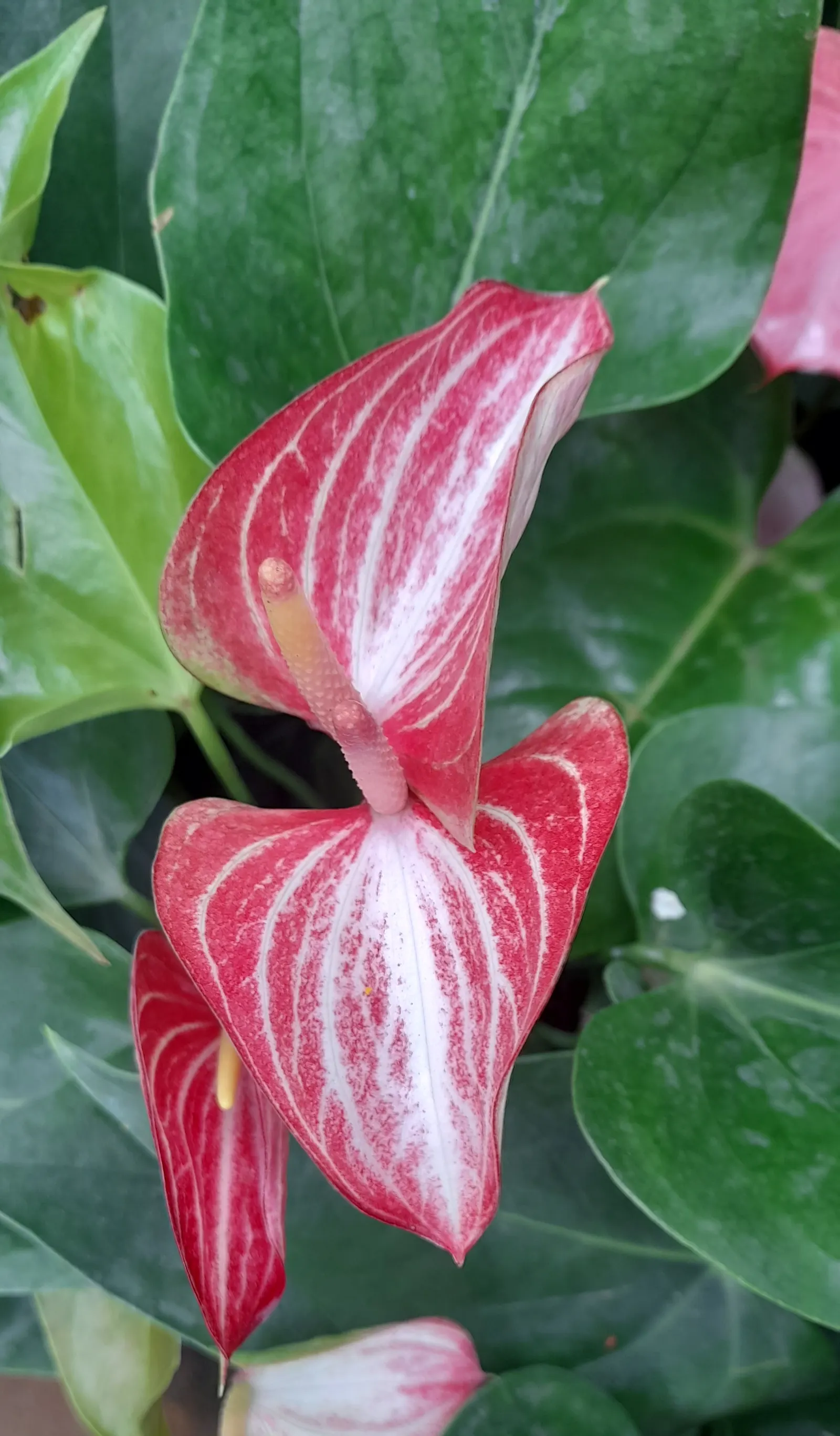 Pink Anthurium (Anthurium Andraeanum) — is a perennial favorite in many ornamental gardens; requires consistent moisture, high humidity, and, image 90