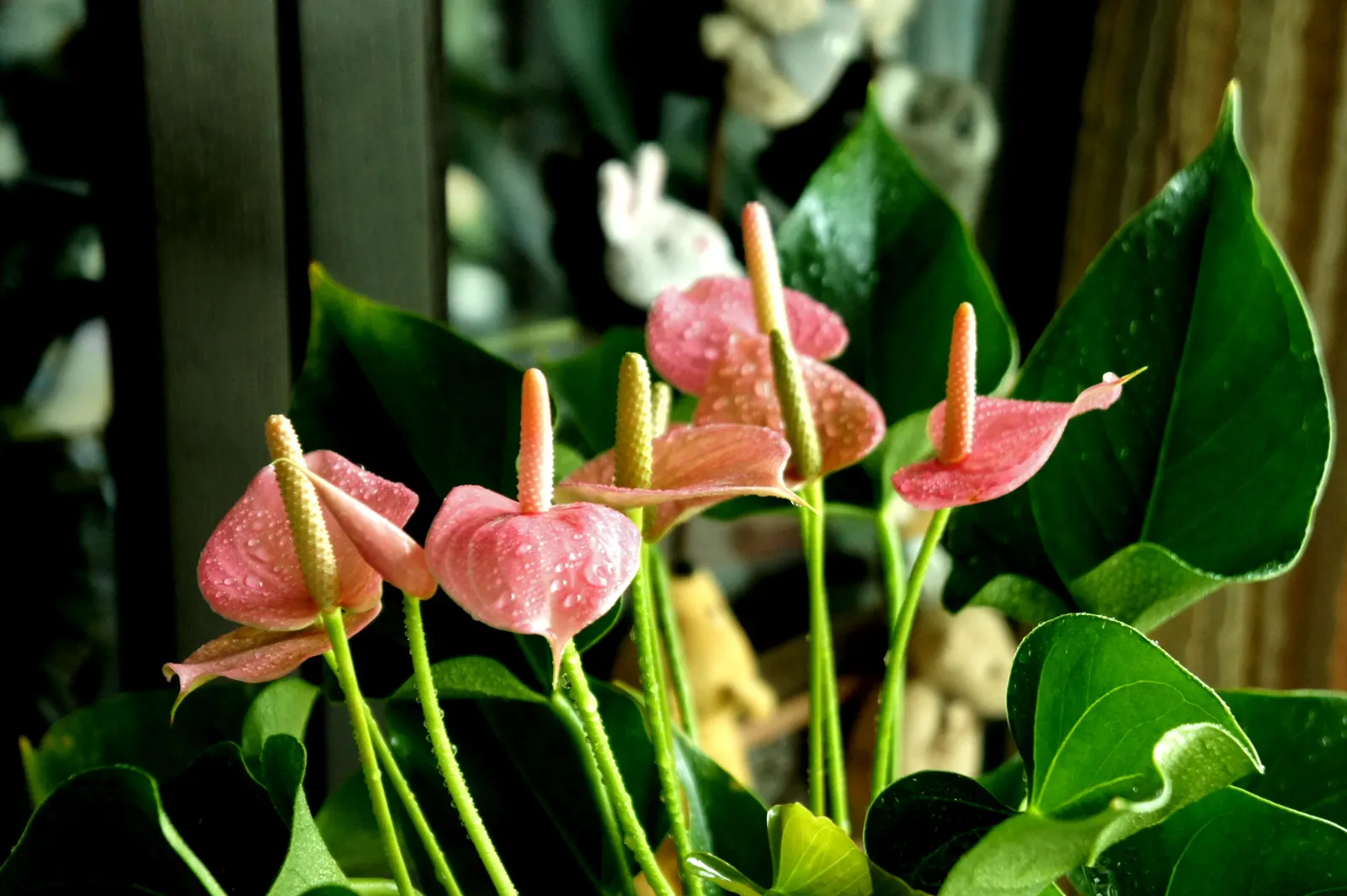 Pink Anthurium (Anthurium Andraeanum) — Regular feeding with a balanced