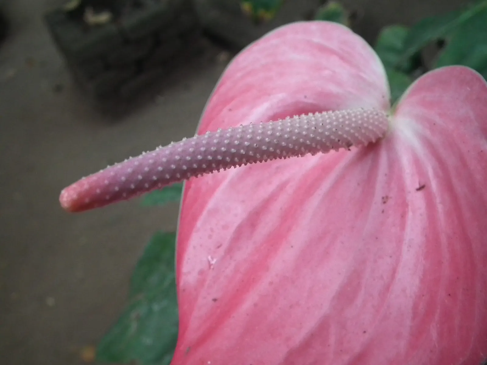 Pink Anthurium (Anthurium Andraeanum) — Originally hailing from the rainforests of Central and South America