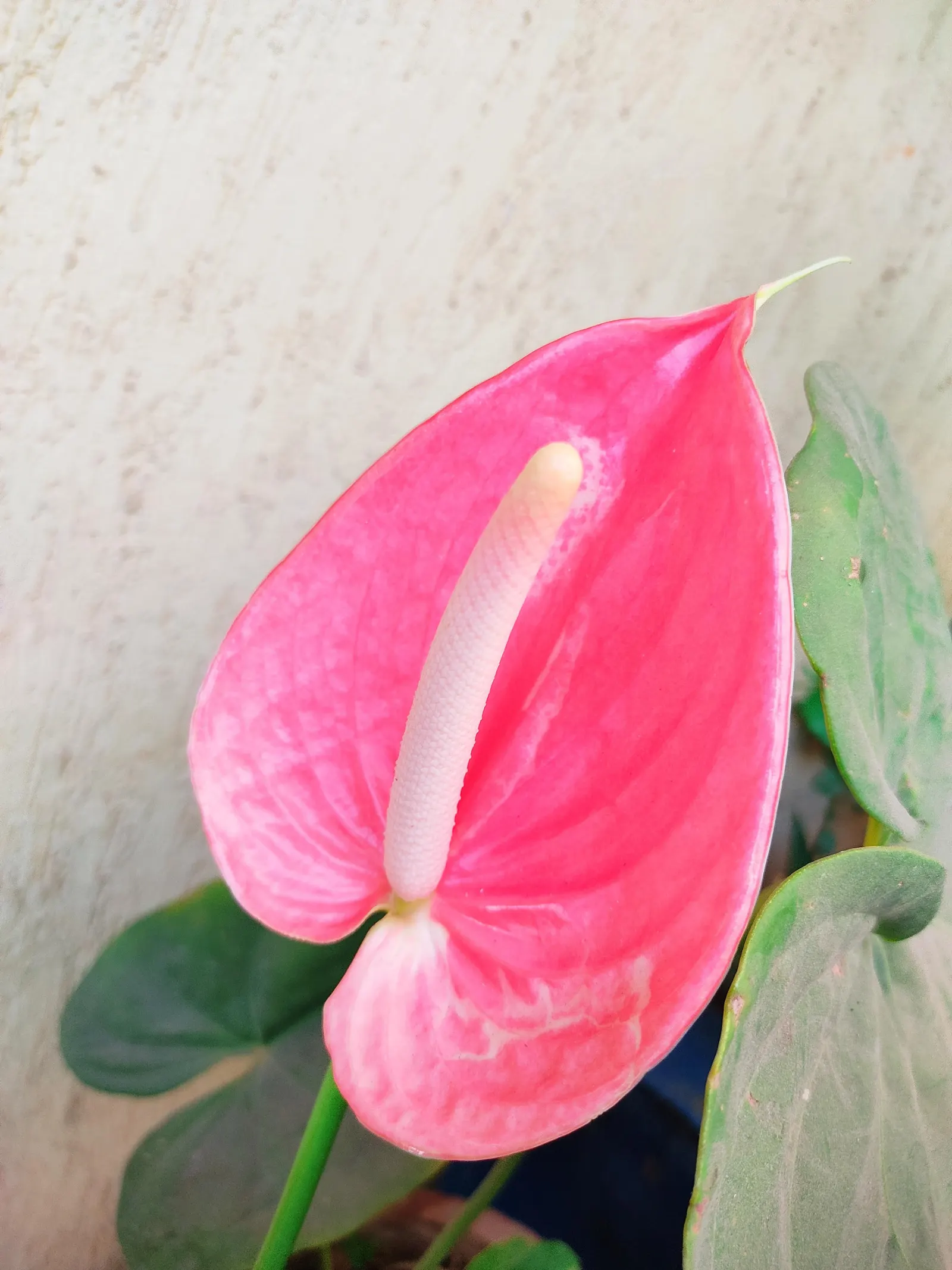 Pink Anthurium (Anthurium Andraeanum) — as will ensuring partial shade; scientifically recognized as Anthurium andraeanum