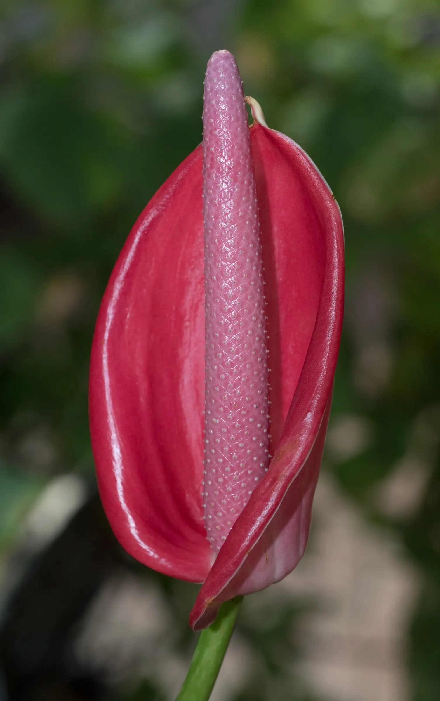 Pink Anthurium (Anthurium Andraeanum) — heart-shaped spathes which many mistake for flowers