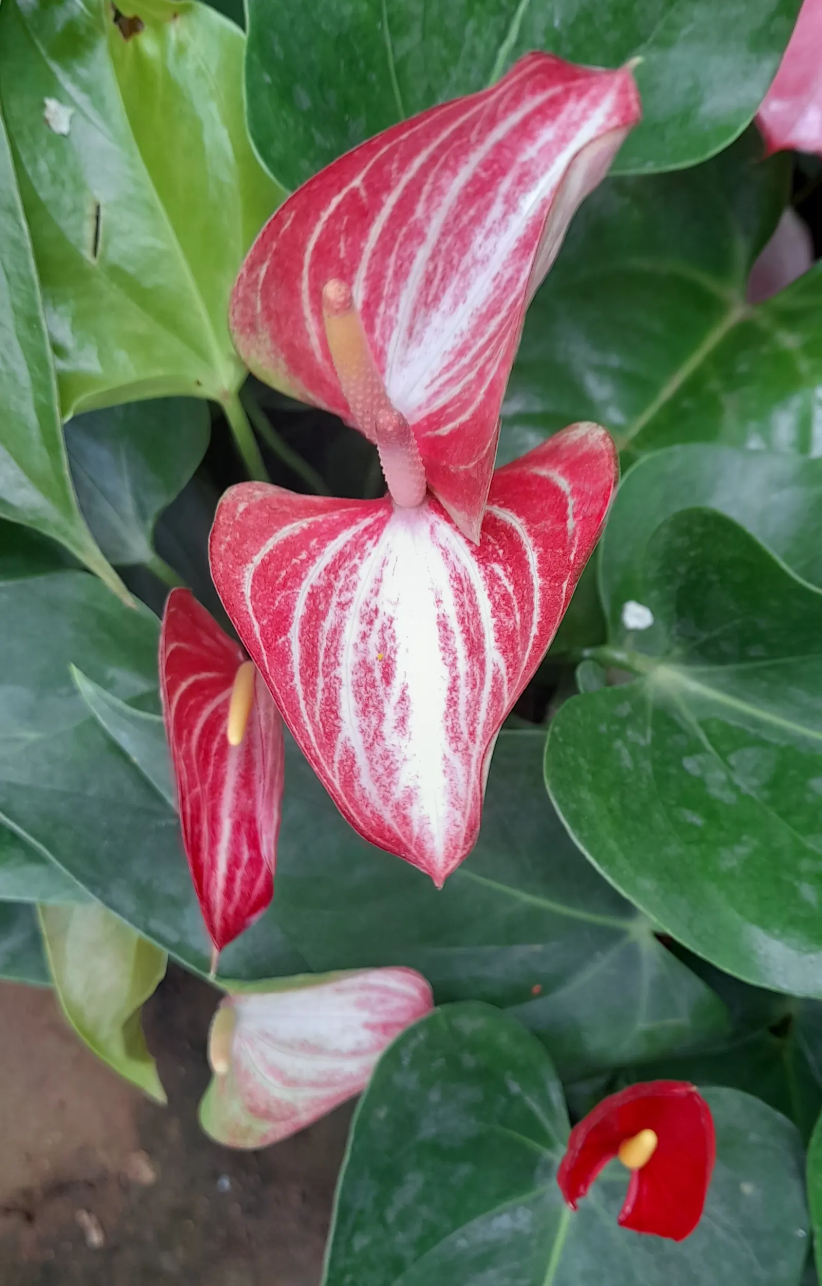 Pink Anthurium (Anthurium Andraeanum) — heart-shaped leaves and striking; heart-shaped spathes which many mistake for flowers