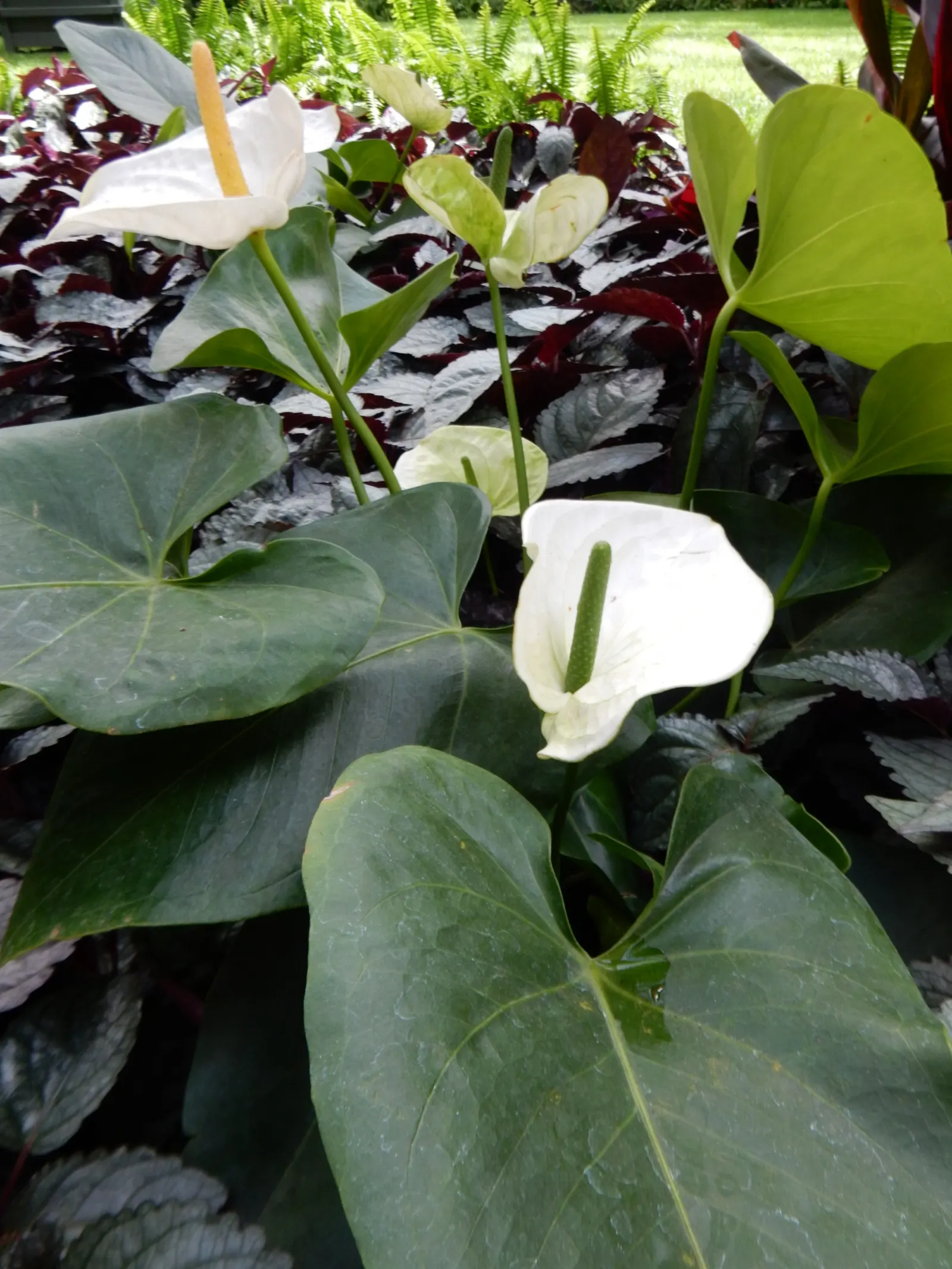Pink Anthurium (Anthurium Andraeanum) — These modified leaves typically flaunt a rich; shrub for shade