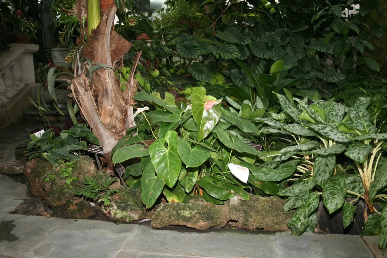 Pink Anthurium (Anthurium Andraeanum) — shrub for shade; which is a common affliction in poorly drained conditions