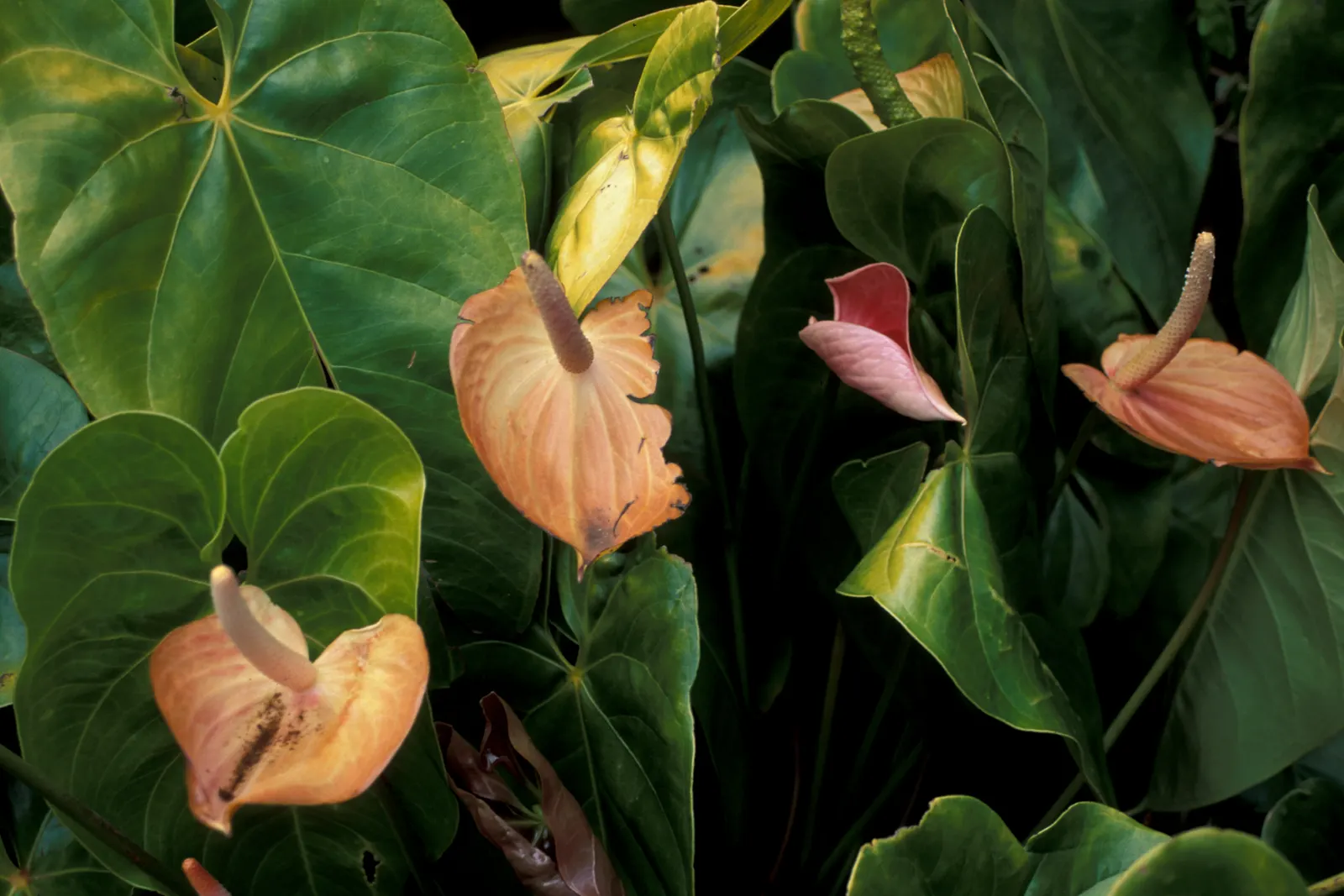 Pink Anthurium (Anthurium Andraeanum) — it is imperative to understand that the Pink Anthurium thrives in USDA Hardiness Zones 11 to 12, image 68