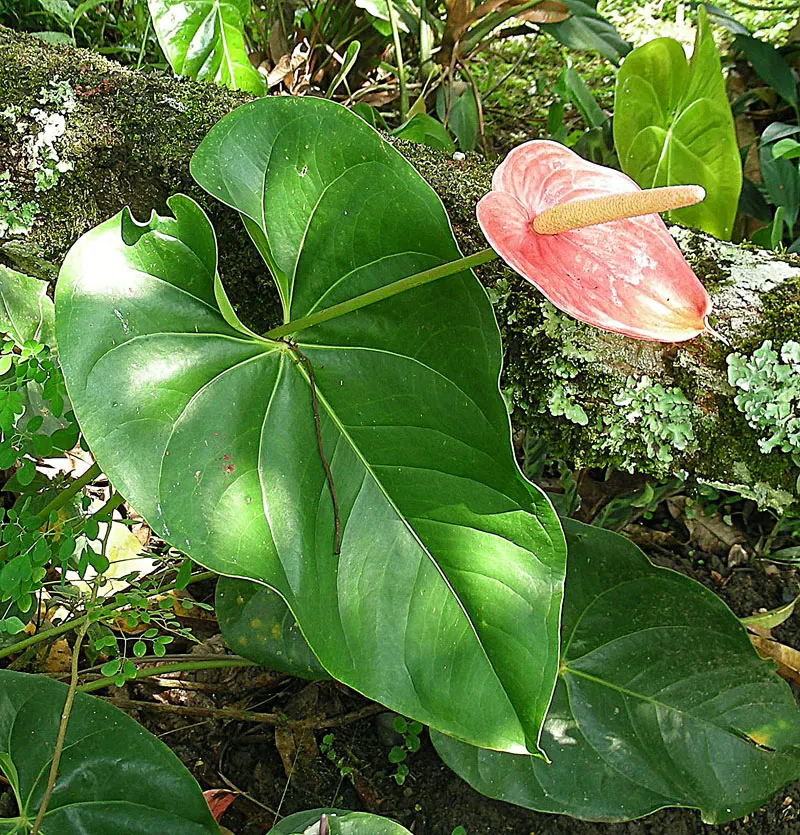 Pink Anthurium (Anthurium Andraeanum) — thus enhancing the indoor environment.<br><br>For optimum flourishing; water-soluble fertilizer during the growing