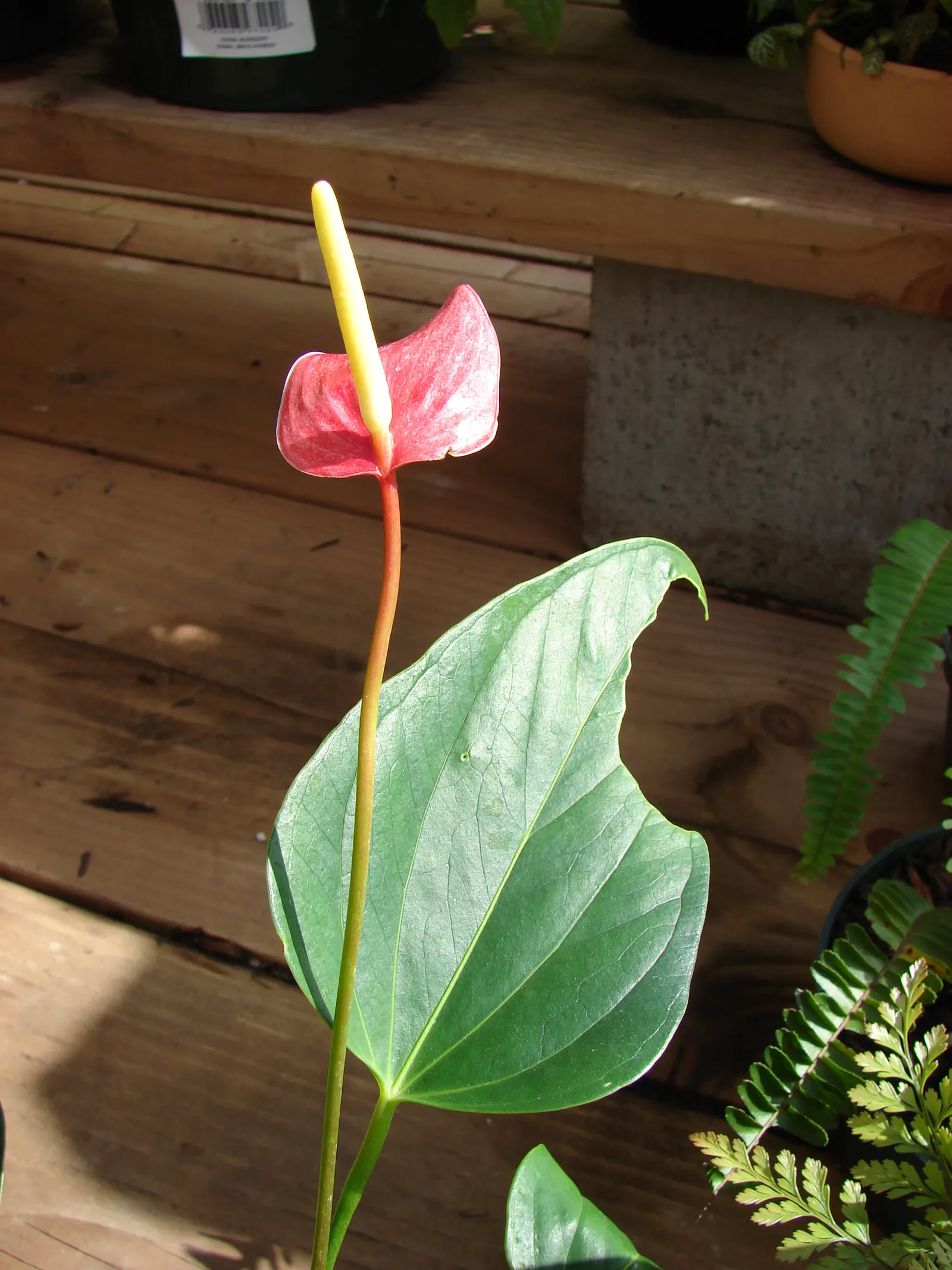 Pink Anthurium (Anthurium Andraeanum) — heart-shaped spathes which many mistake for flowers; maintain high humidity levels and temperatures between, image 65