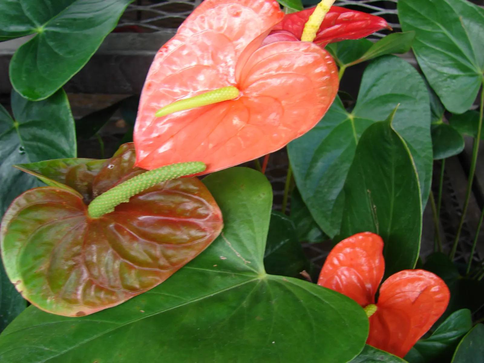 Pink Anthurium (Anthurium Andraeanum) — Mature plants reach heights of 1-1.5 feet with a similar spread, image 32