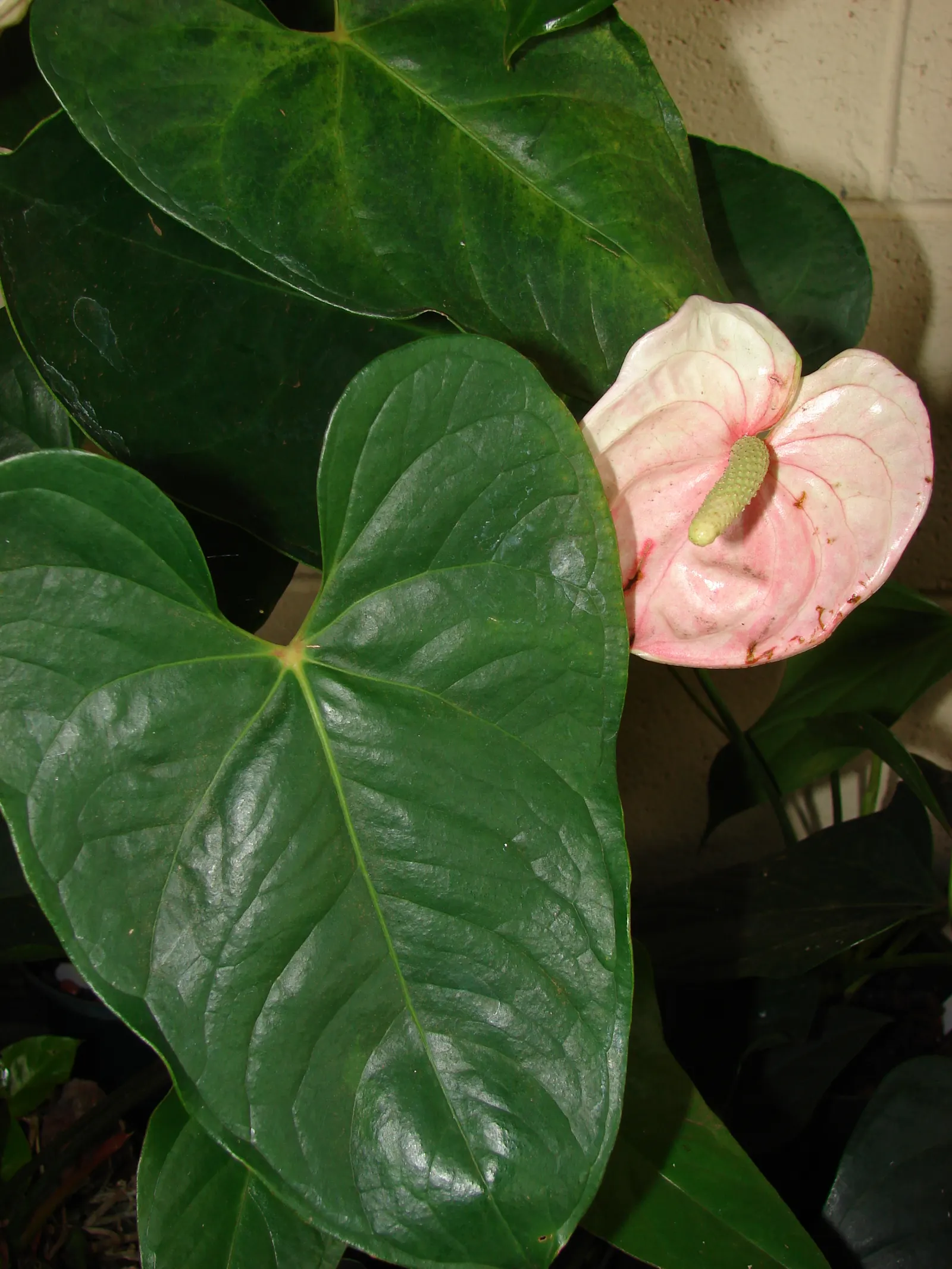 Pink Anthurium (Anthurium Andraeanum) — red and yellow flowers in the garden; originally hailing from the rainforests of Central and South America