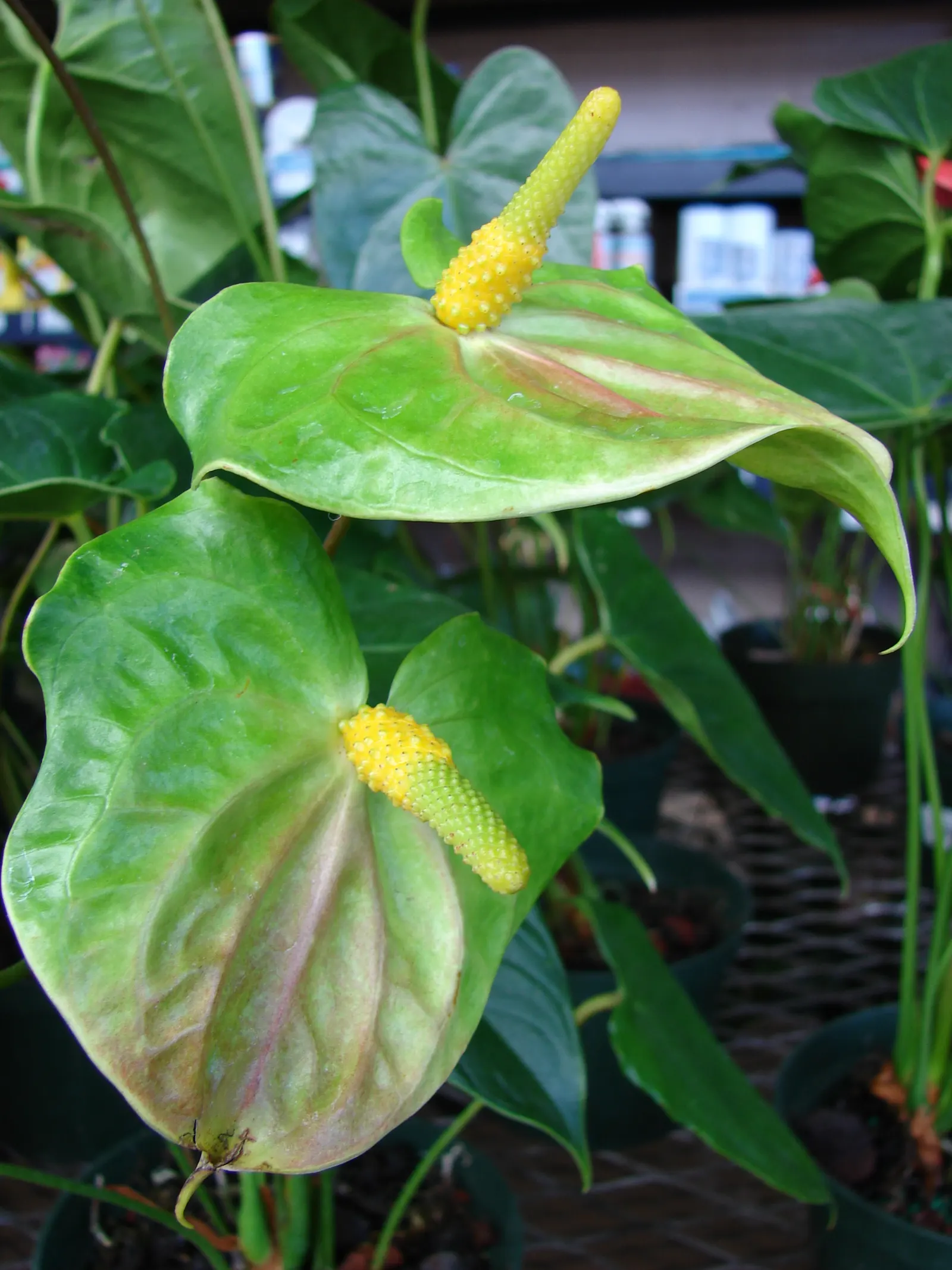 Pink Anthurium (Anthurium Andraeanum) — peat-based potting soil that is kept consistently moist will cater to its needs