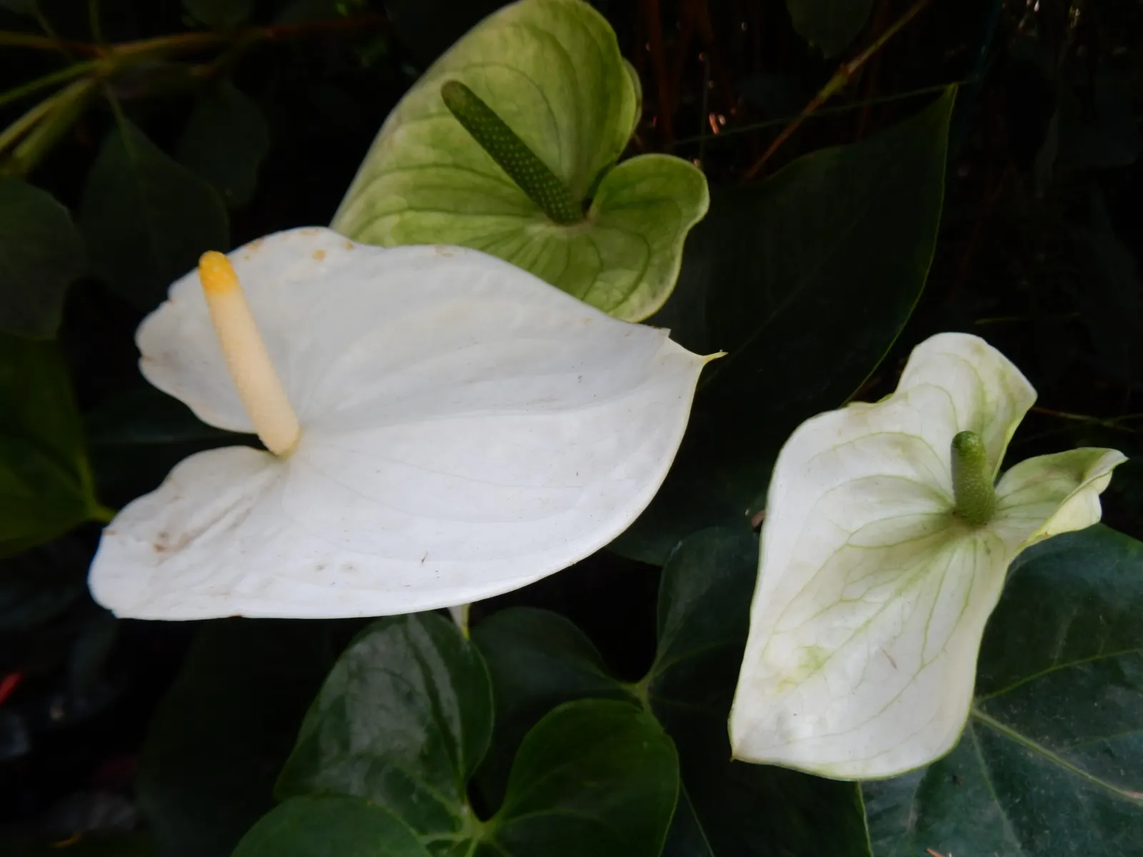Pink Anthurium (Anthurium Andraeanum) — waxy spathes in vibrant pink
