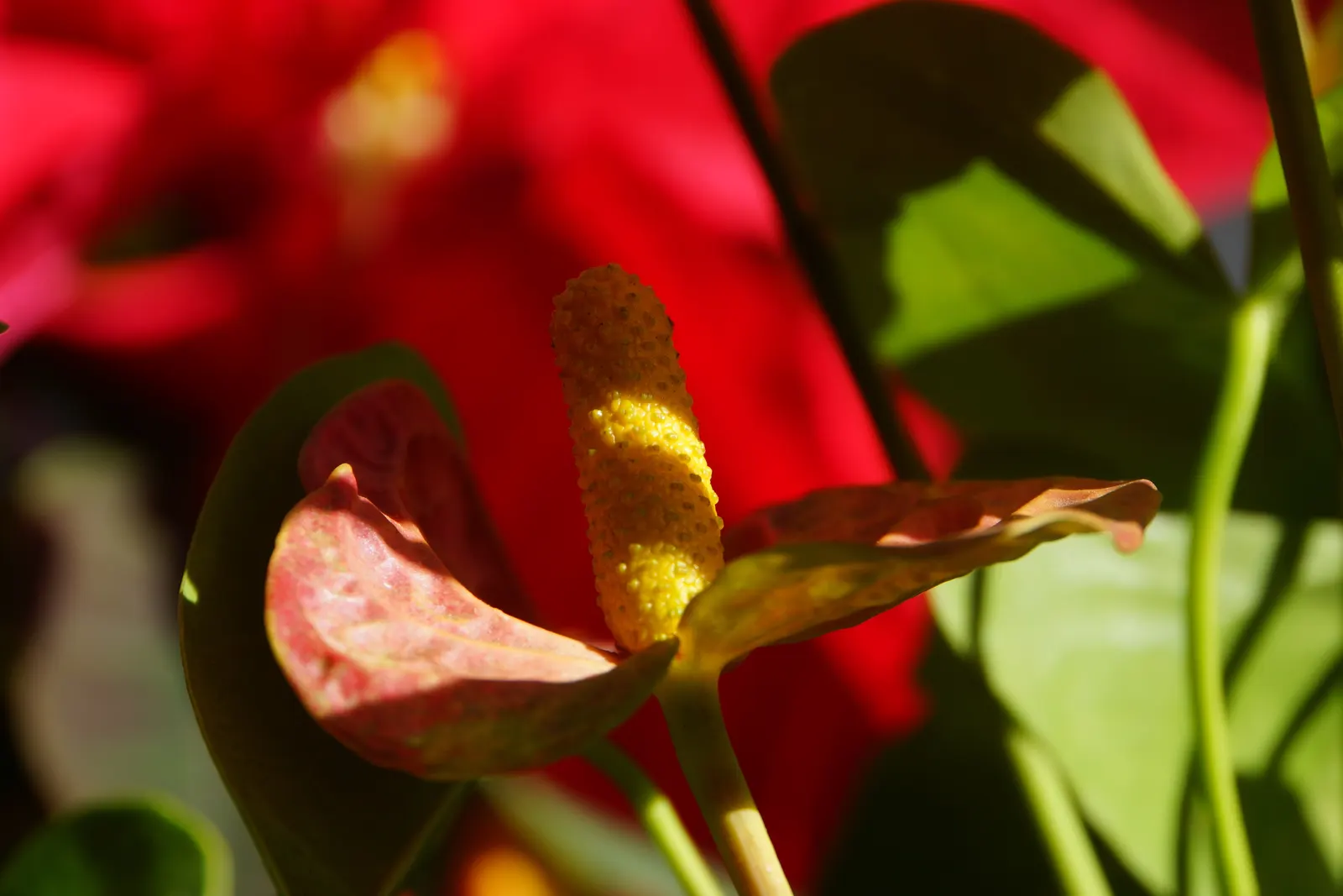 Pink Anthurium (Anthurium Andraeanum) — thus enhancing the indoor environment.<br><br>For optimum flourishing; water-soluble fertilizer during the, image 73