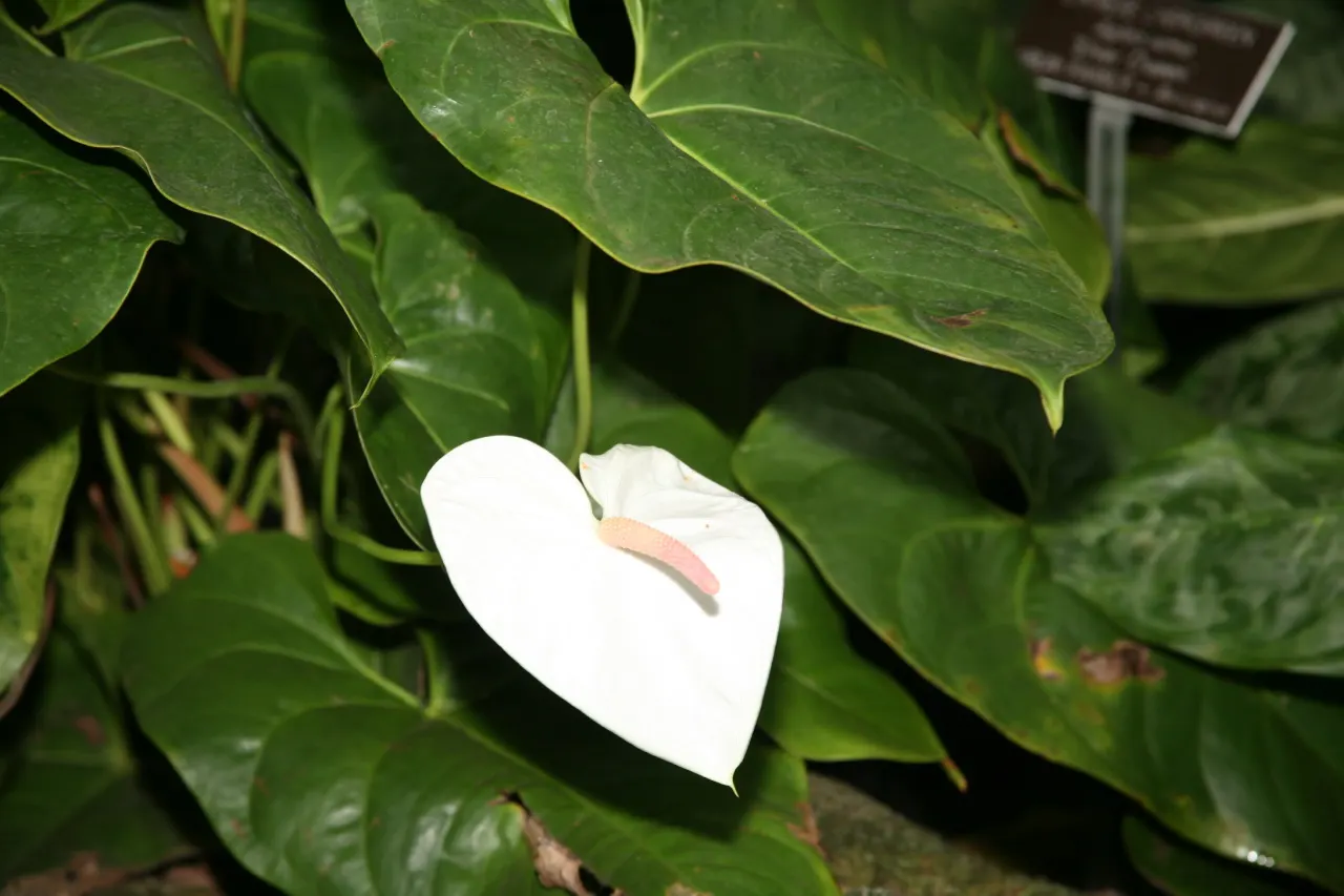 Pink Anthurium (Anthurium Andraeanum) — Requires consistent moisture, high humidity, and temperatures between 65-80&deg;F; these modified leaves, image 60