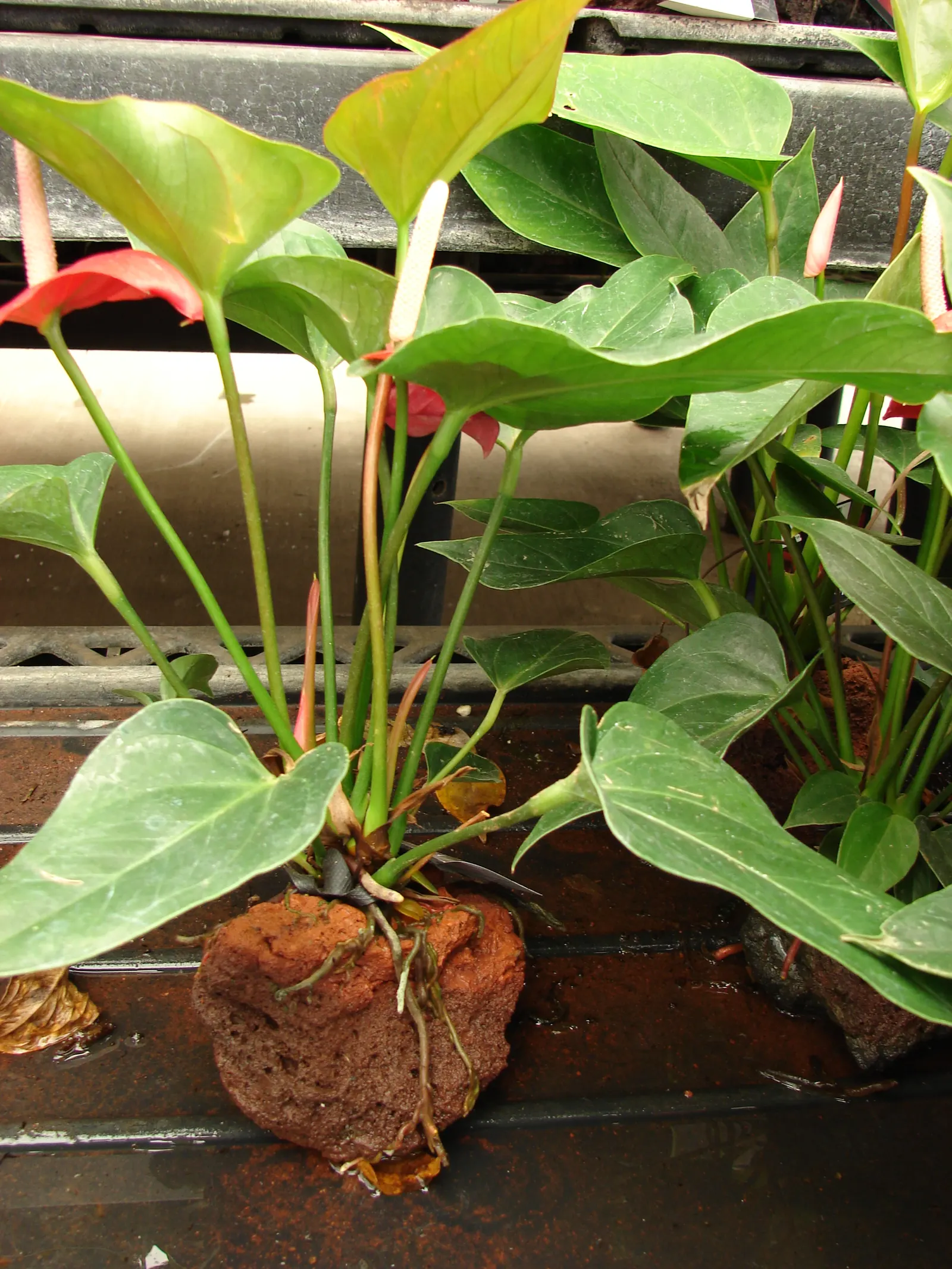 Pink Anthurium (Anthurium Andraeanum) — Mature plants reach heights of 1-1.5 feet with a similar spread, image 59