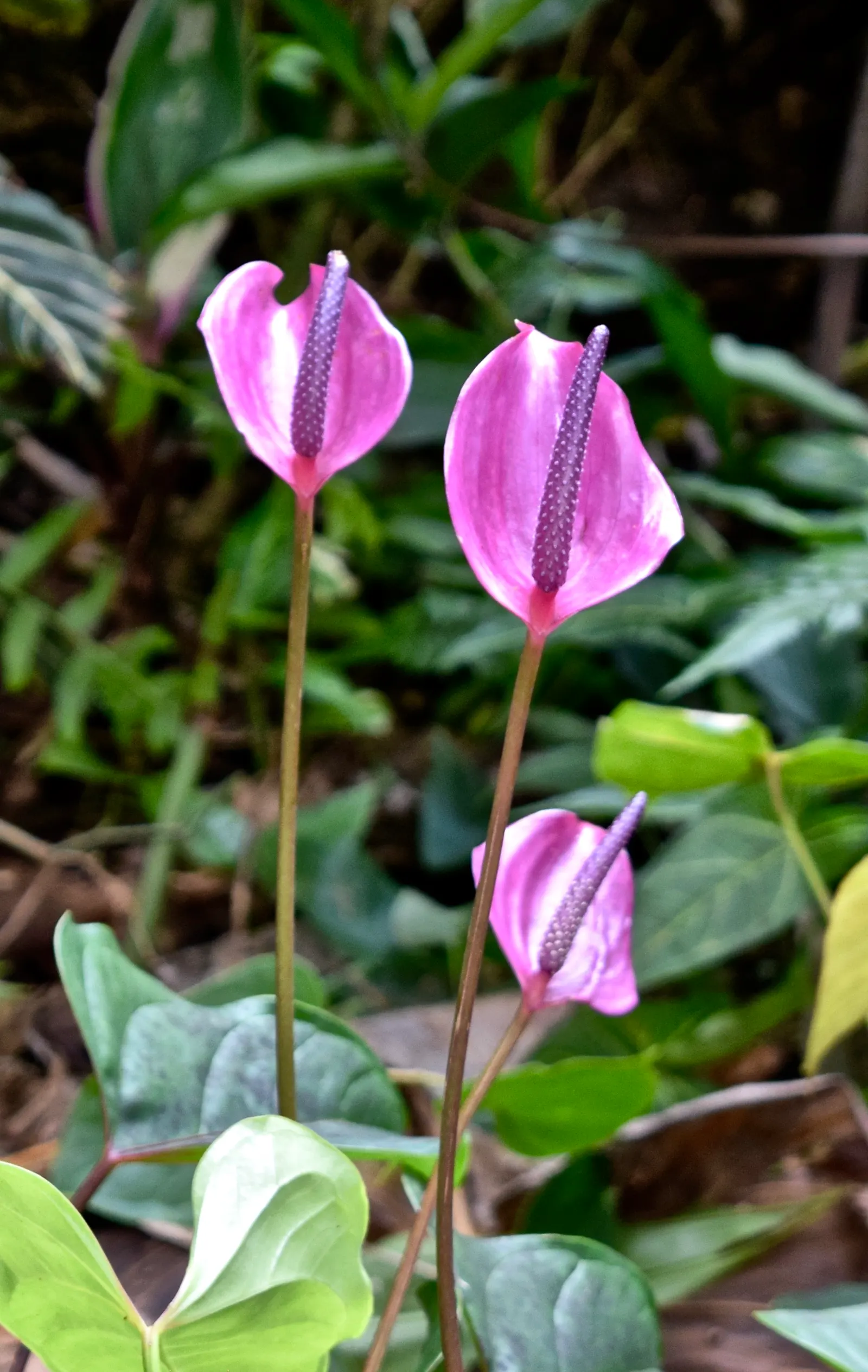 Pink Anthurium (Anthurium Andraeanum) — heart-shaped leaves and striking