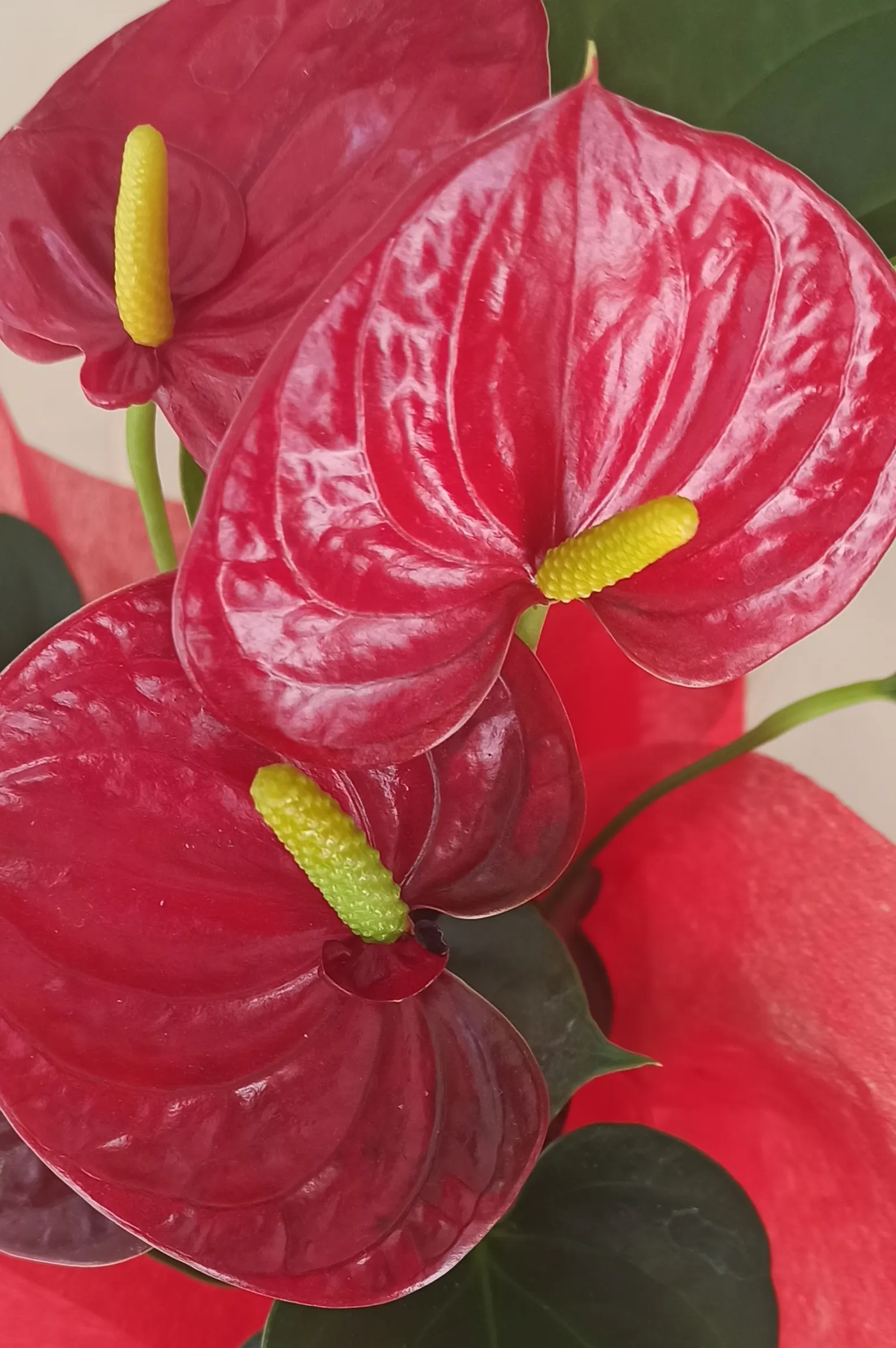 Pink Anthurium (Anthurium Andraeanum) — maintain high humidity levels and temperatures between 65&deg;F and 80&deg;F (18&deg;C to 27&deg;C), image 74
