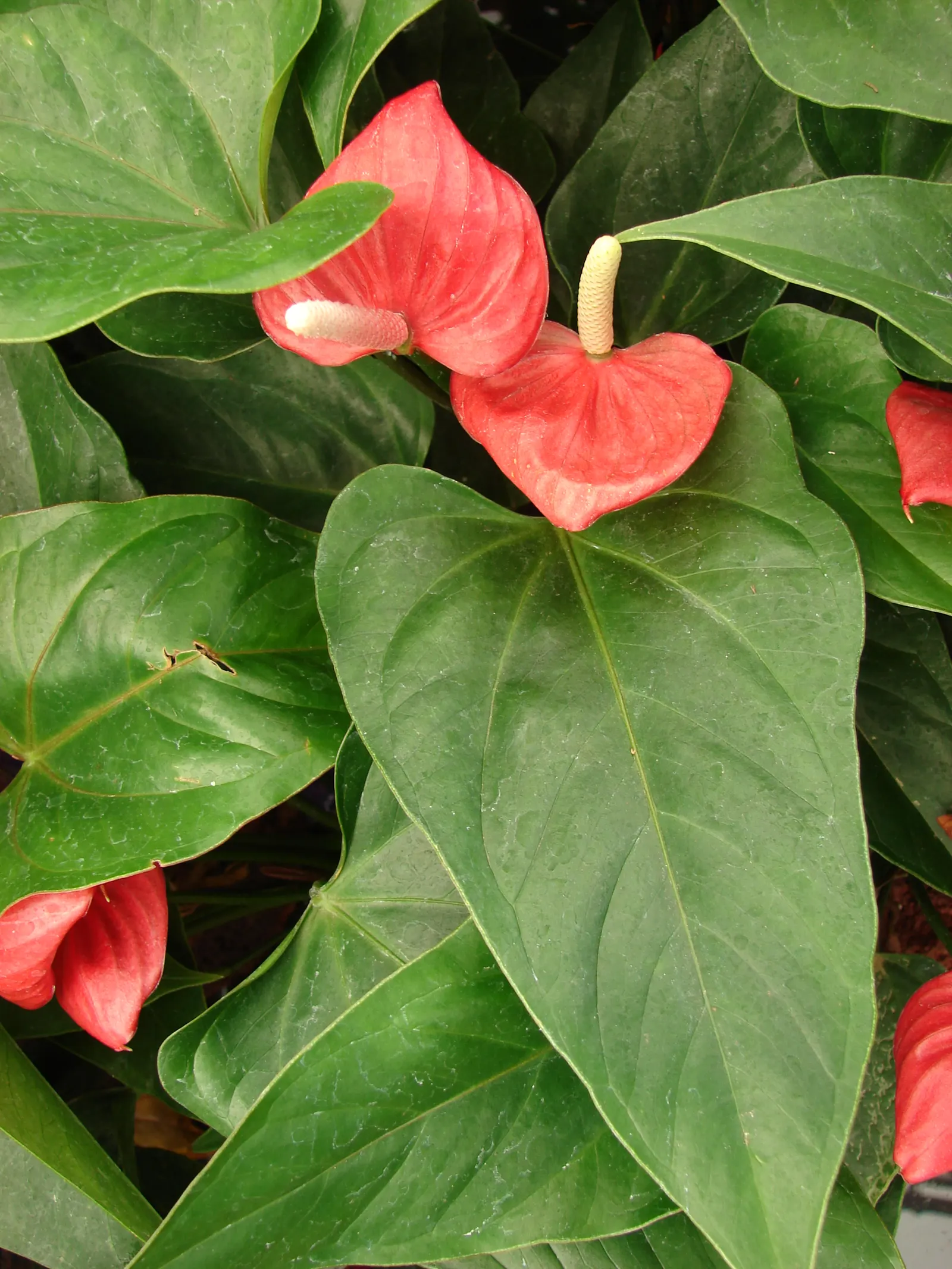 Pink Anthurium (Anthurium Andraeanum) — it contributes to air purification; it requires conditions that emulate its indigenous tropical environment