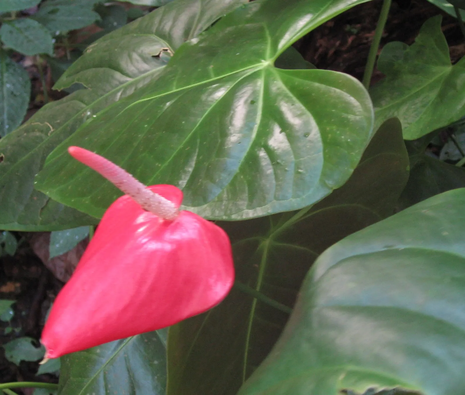 Pink Anthurium (Anthurium Andraeanum) — which is a common affliction in poorly drained conditions; waxy spathes in vibrant pink, image 78
