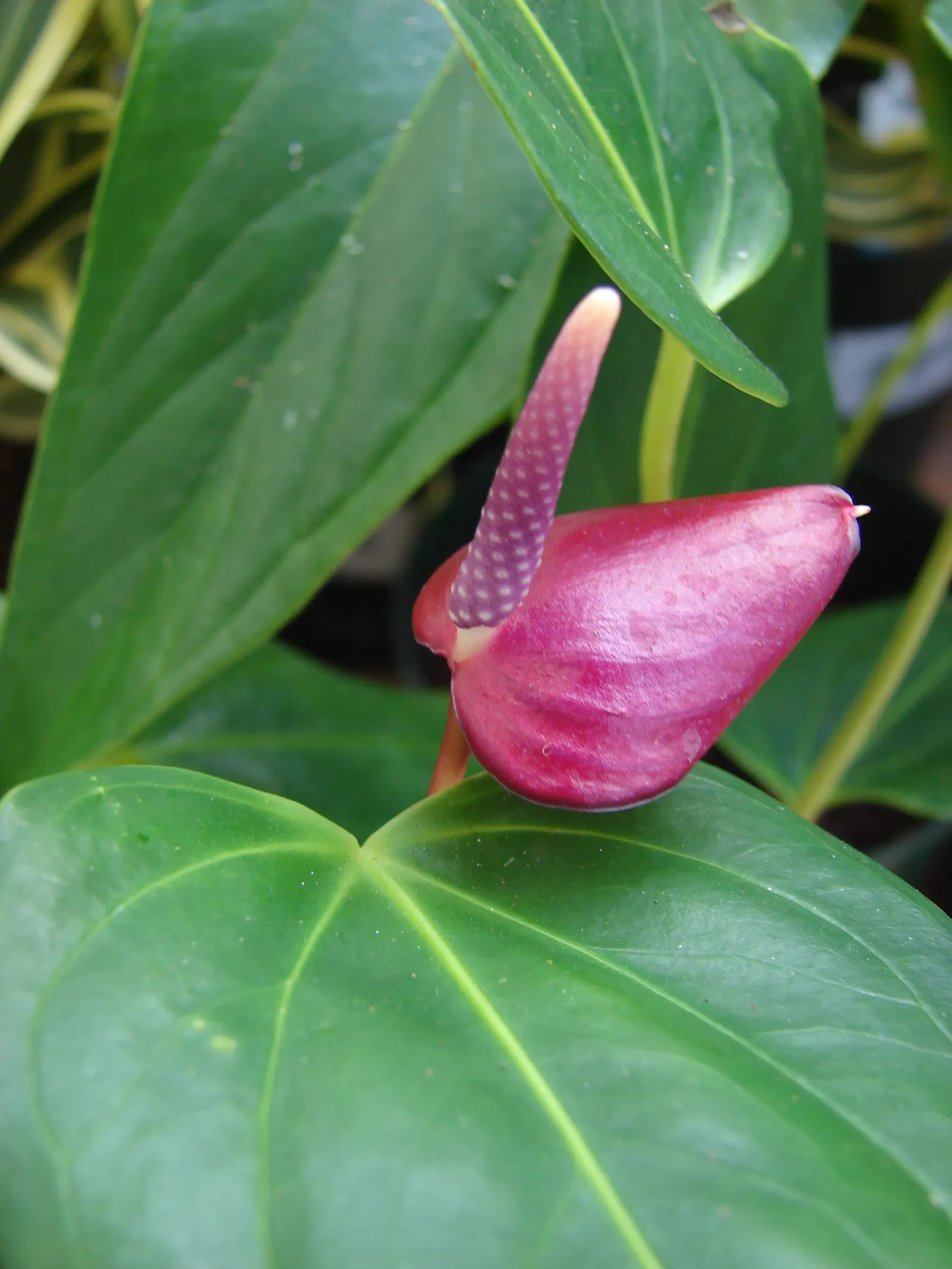 Pink Anthurium (Anthurium Andraeanum) — Mature plants reach heights of 1-1.5 feet with a similar spread