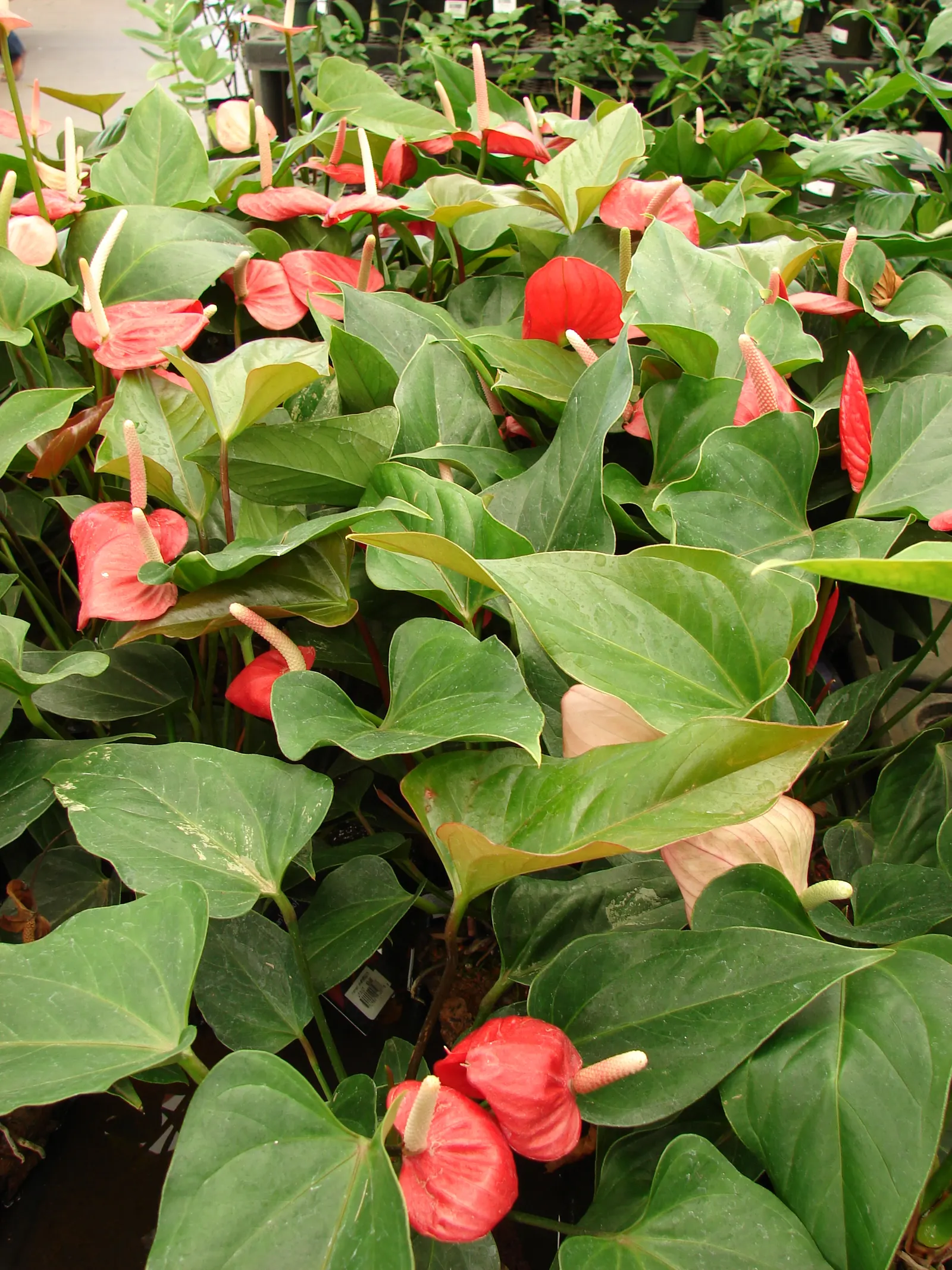 Pink Anthurium (Anthurium Andraeanum) — maintain high humidity levels and temperatures between 65&deg;F and 80&deg;F (18&deg;C to 27&deg;C)