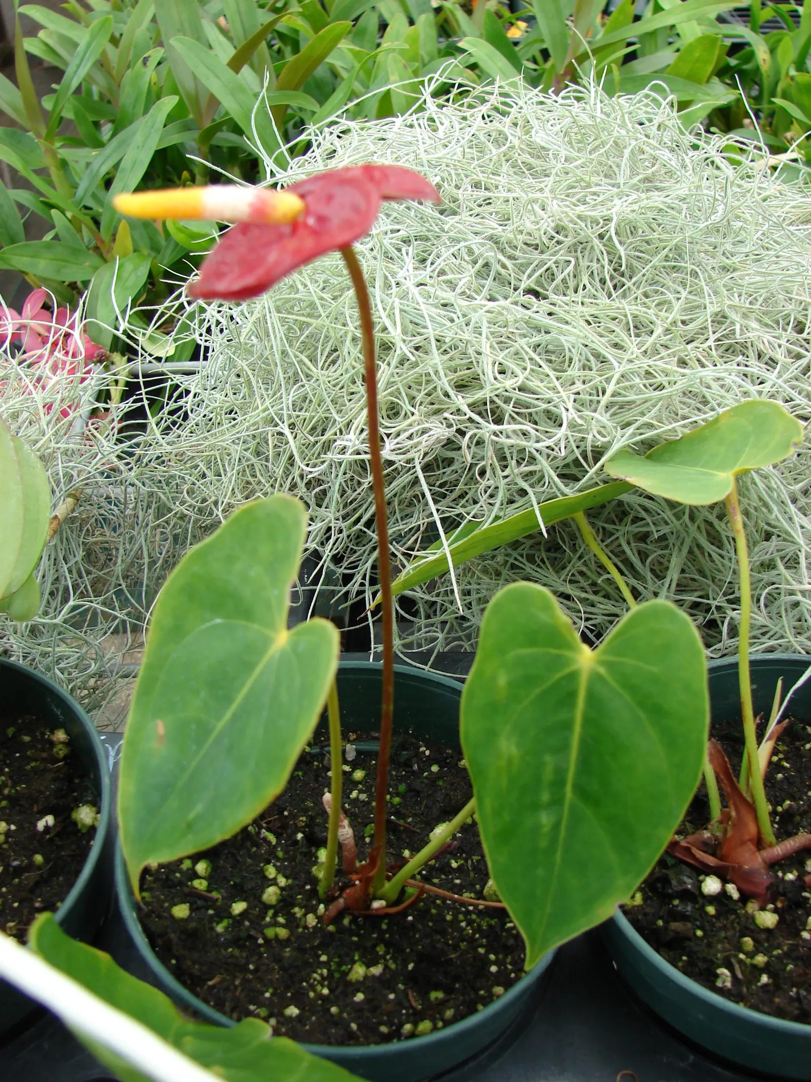 Pink Anthurium (Anthurium Andraeanum) — red and yellow flowers in the garden