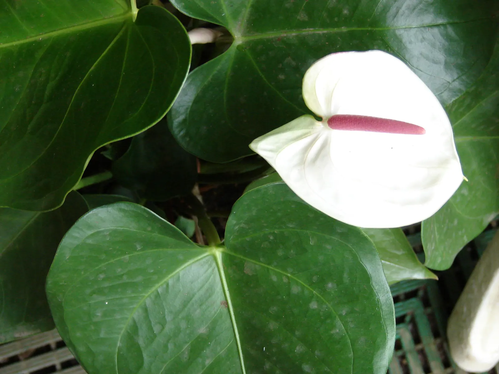 Pink Anthurium (Anthurium Andraeanum) — red and yellow flowers in the garden; originally hailing from the rainforests of Central and South America, image 79