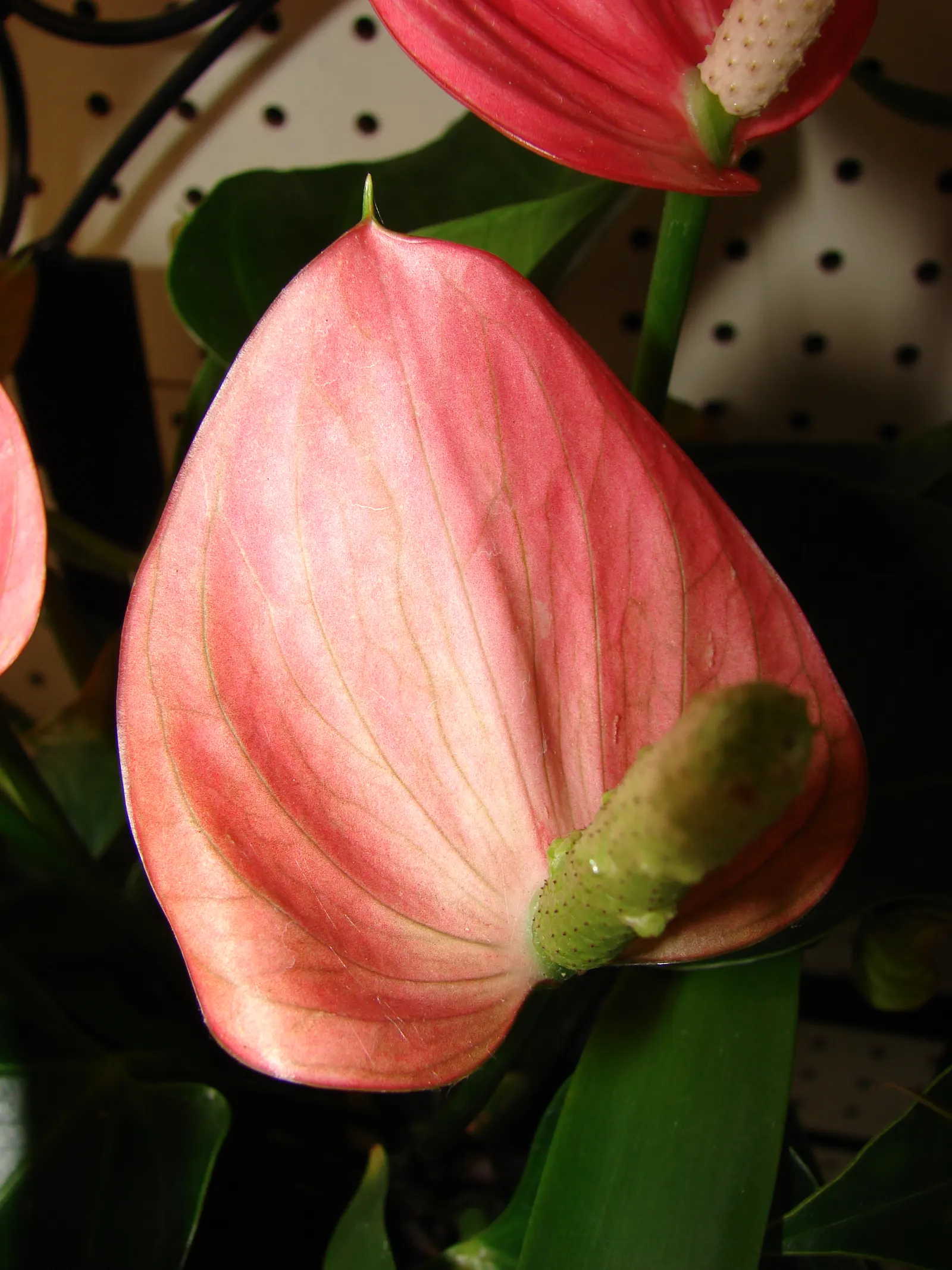 Pink Anthurium (Anthurium Andraeanum) — heart-shaped spathes which many mistake for flowers; maintain high humidity levels and temperatures between 65&deg;F
