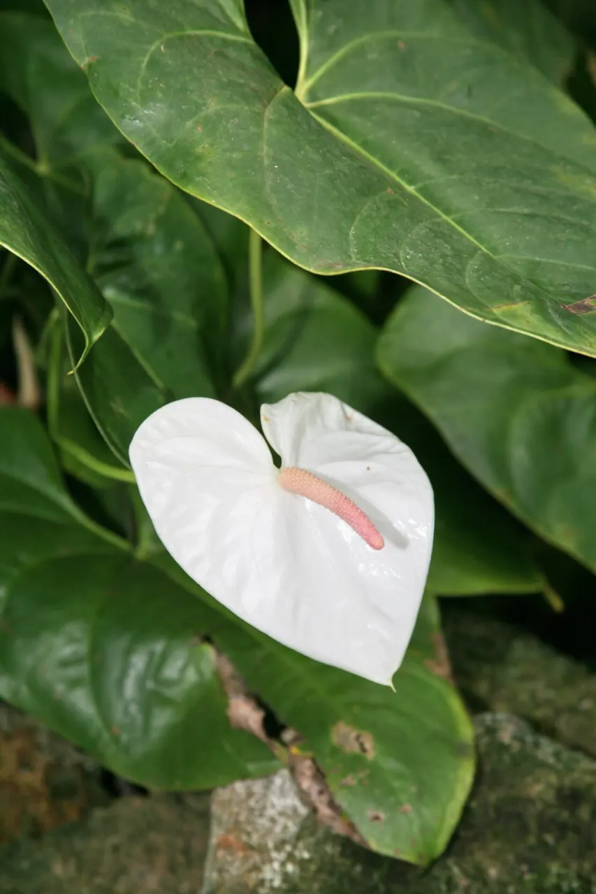 Pink Anthurium (Anthurium Andraeanum) — Regular feeding with a balanced; is a perennial favorite in many ornamental gardens