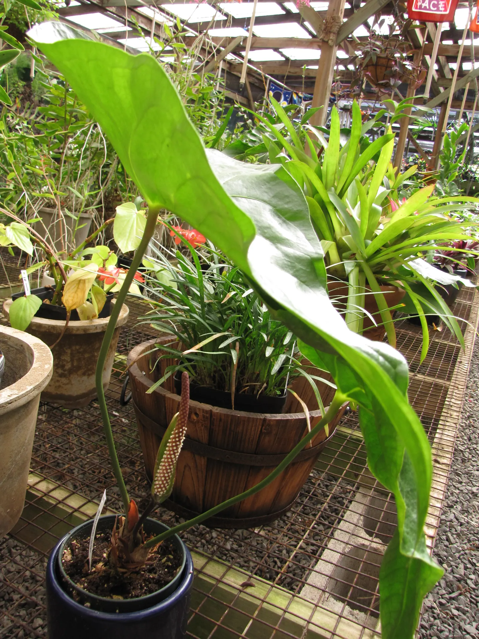 Pink Anthurium (Anthurium Andraeanum) — is a perennial favorite in many ornamental gardens; requires consistent moisture, high humidity, and, image 63