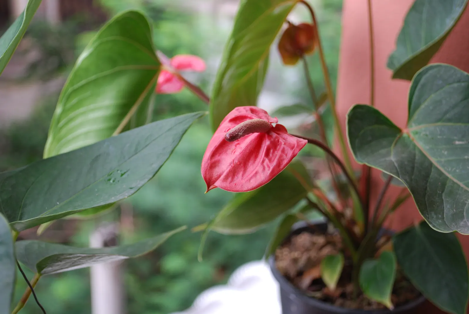 Pink Anthurium (Anthurium Andraeanum) — Remember to educate clients on the importance of avoiding over-watering to prevent root rot