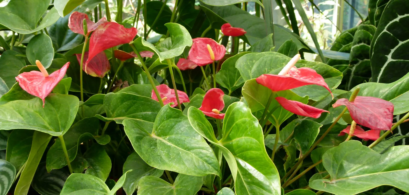 Pink Anthurium (Anthurium Andraeanum) — Requires consistent moisture, high humidity, and temperatures between 65-80&deg;F; these modified leaves typically