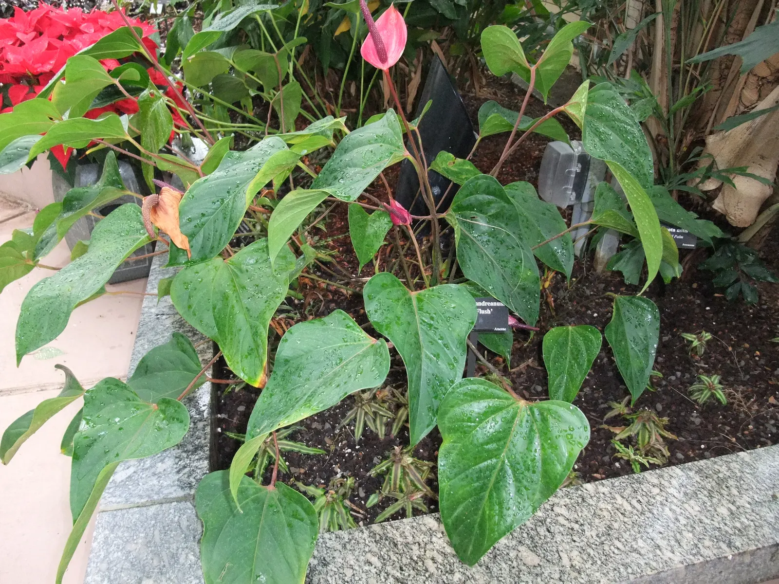 Pink Anthurium (Anthurium Andraeanum) — Regular feeding with a balanced; is a perennial favorite in many ornamental gardens, image 75