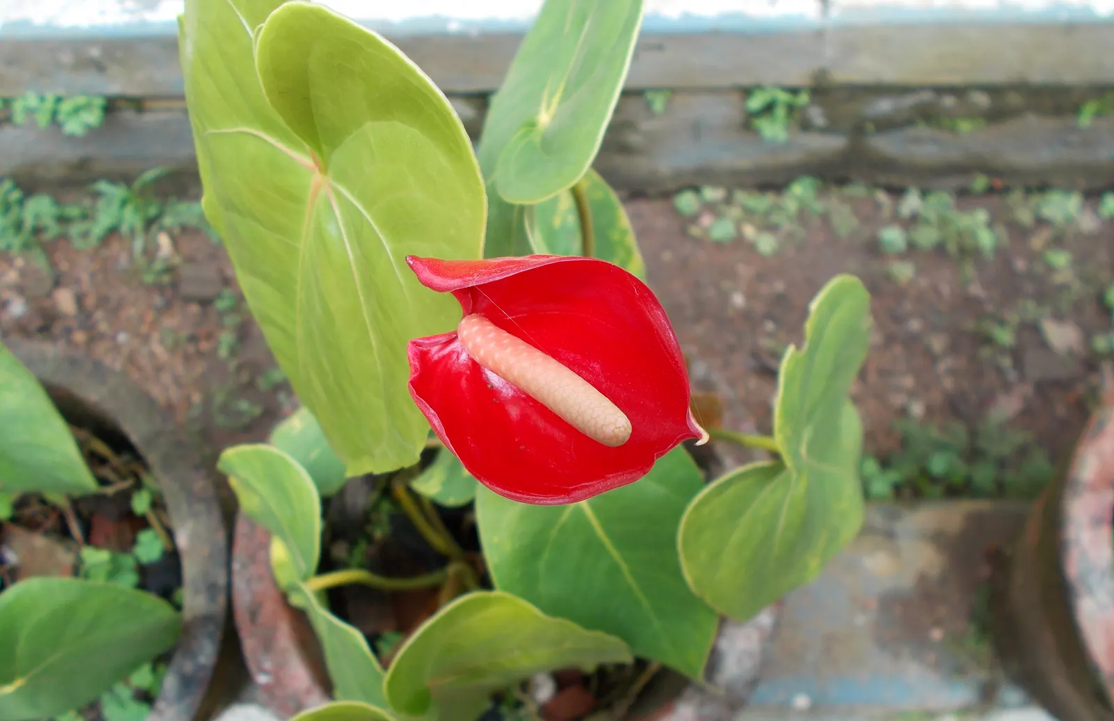 Pink Anthurium (Anthurium Andraeanum) — It requires conditions that emulate its indigenous tropical environment