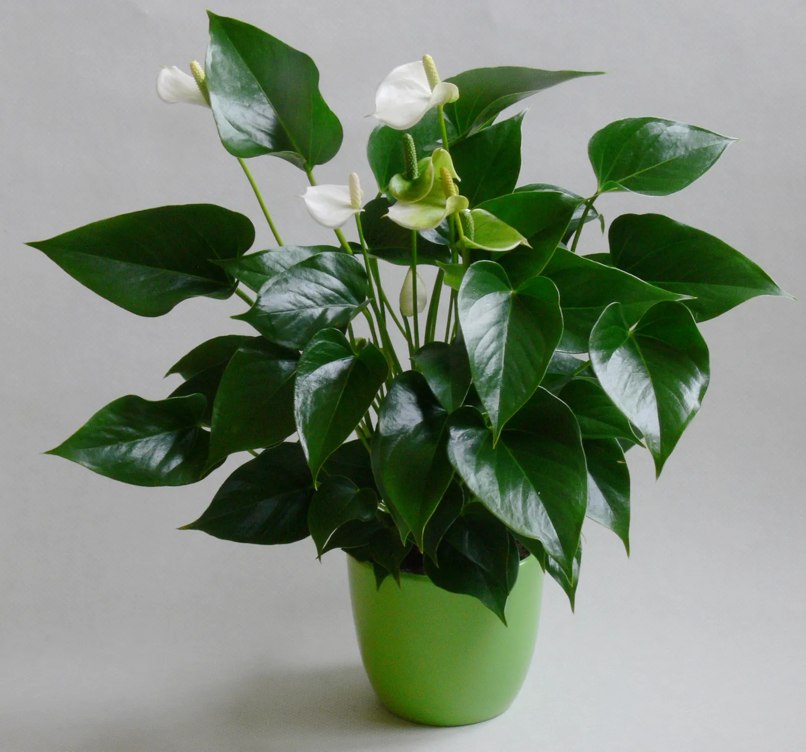 Pink Anthurium (Anthurium Andraeanum) — These modified leaves typically flaunt a rich; shrub for shade, image 66