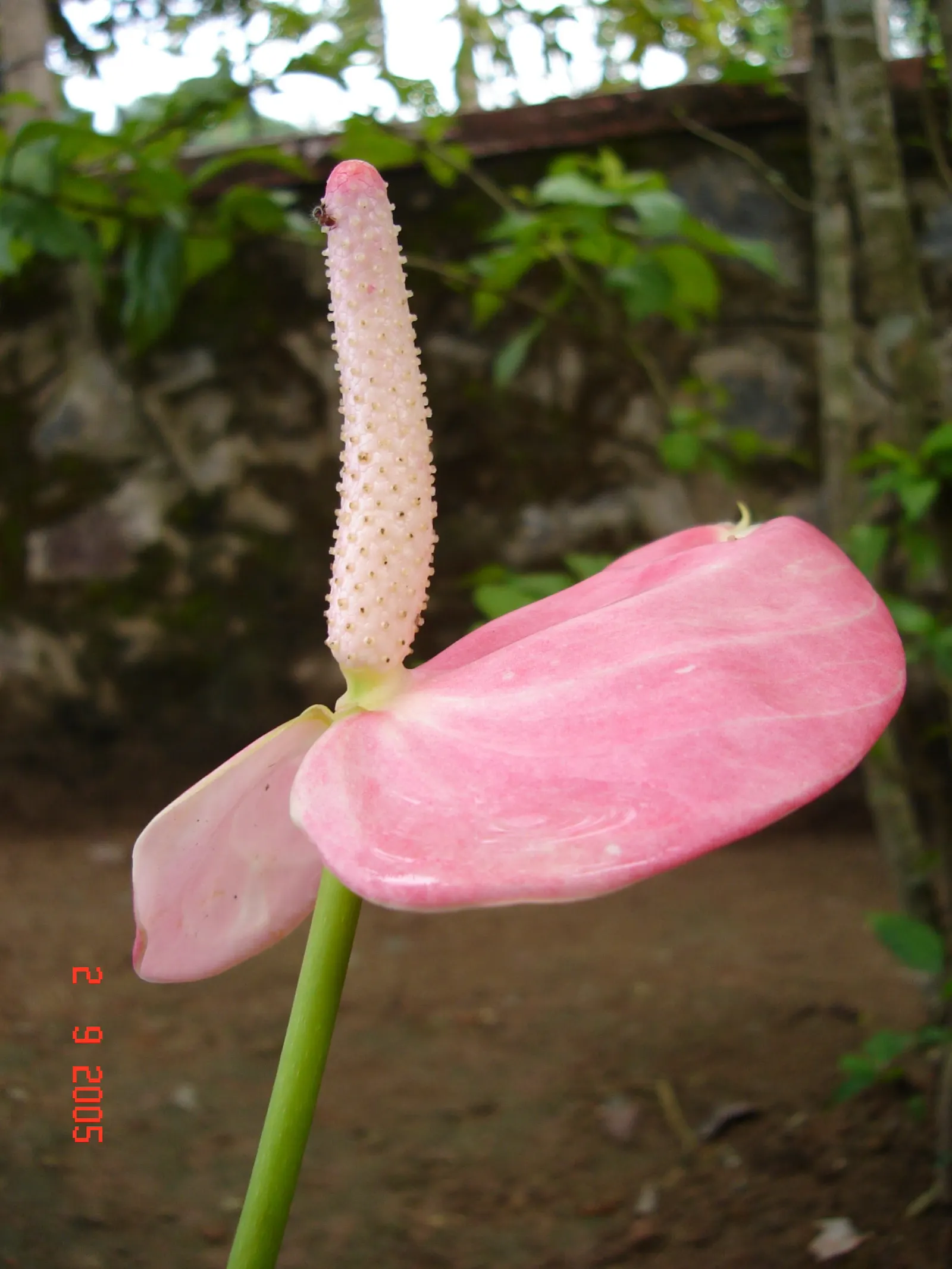 Pink Anthurium (Anthurium Andraeanum) — scientifically recognized as Anthurium andraeanum; shrub with red and yellow blooms