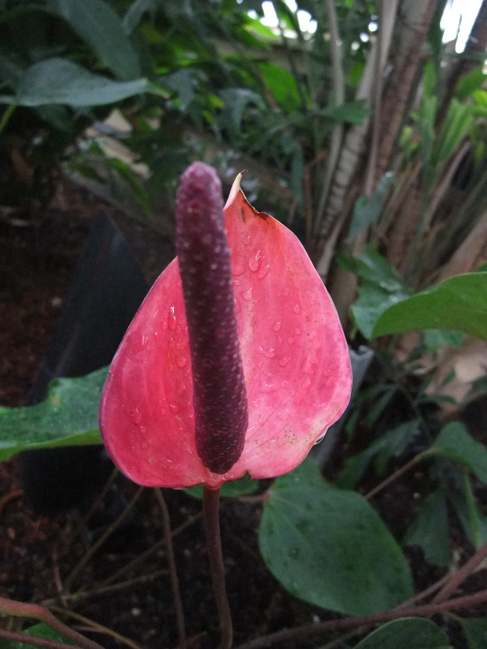 Pink Anthurium (Anthurium Andraeanum) — Pink Anthurium (Anthurium andraeanum) is a tropical evergreen boasting glossy; ideal for accent pieces in, image 82