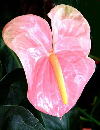 Pink Anthurium (Anthurium Andraeanum) — shrub with red and yellow blooms
