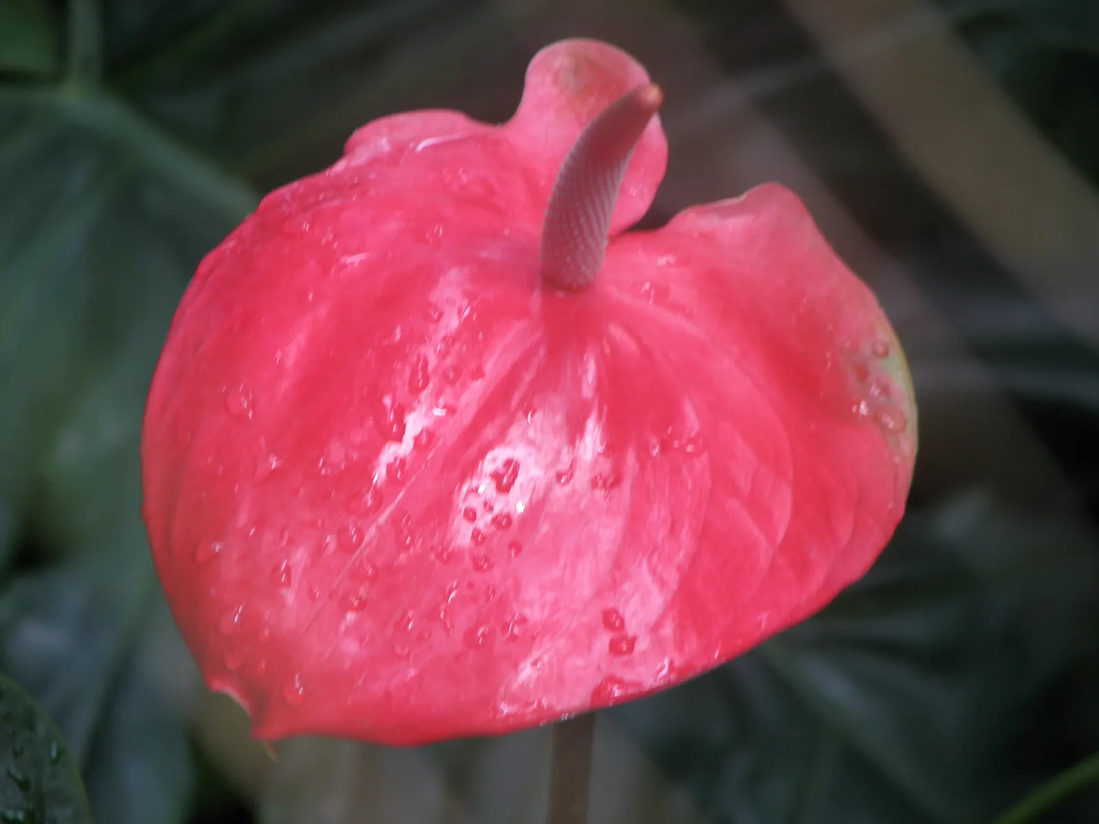 Pink Anthurium (Anthurium Andraeanum) — it is imperative to understand that the Pink Anthurium thrives in USDA Hardiness Zones 11 to 12, image 41
