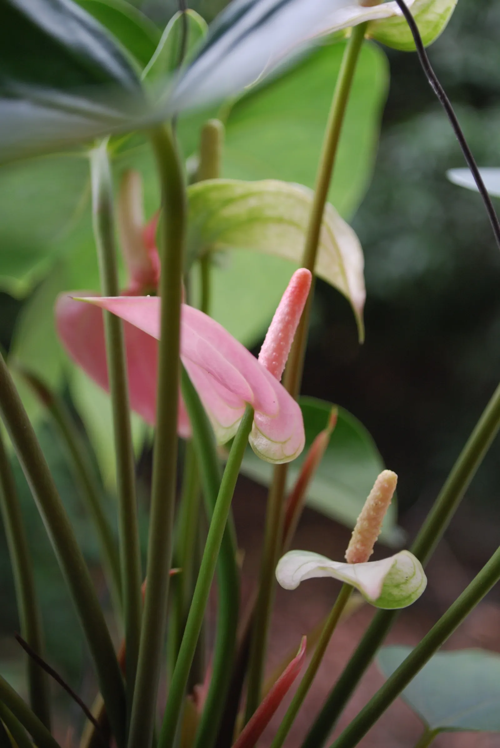 Pink Anthurium (Anthurium Andraeanum) — thus enhancing the indoor environment.<br><br>For optimum flourishing