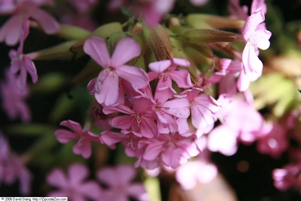 Max Frei Soapwort (Saponaria Lempergii 'Max Frei') — mat-like groundcover reaching 6-9 inches tall with a spread of 12-24 inches